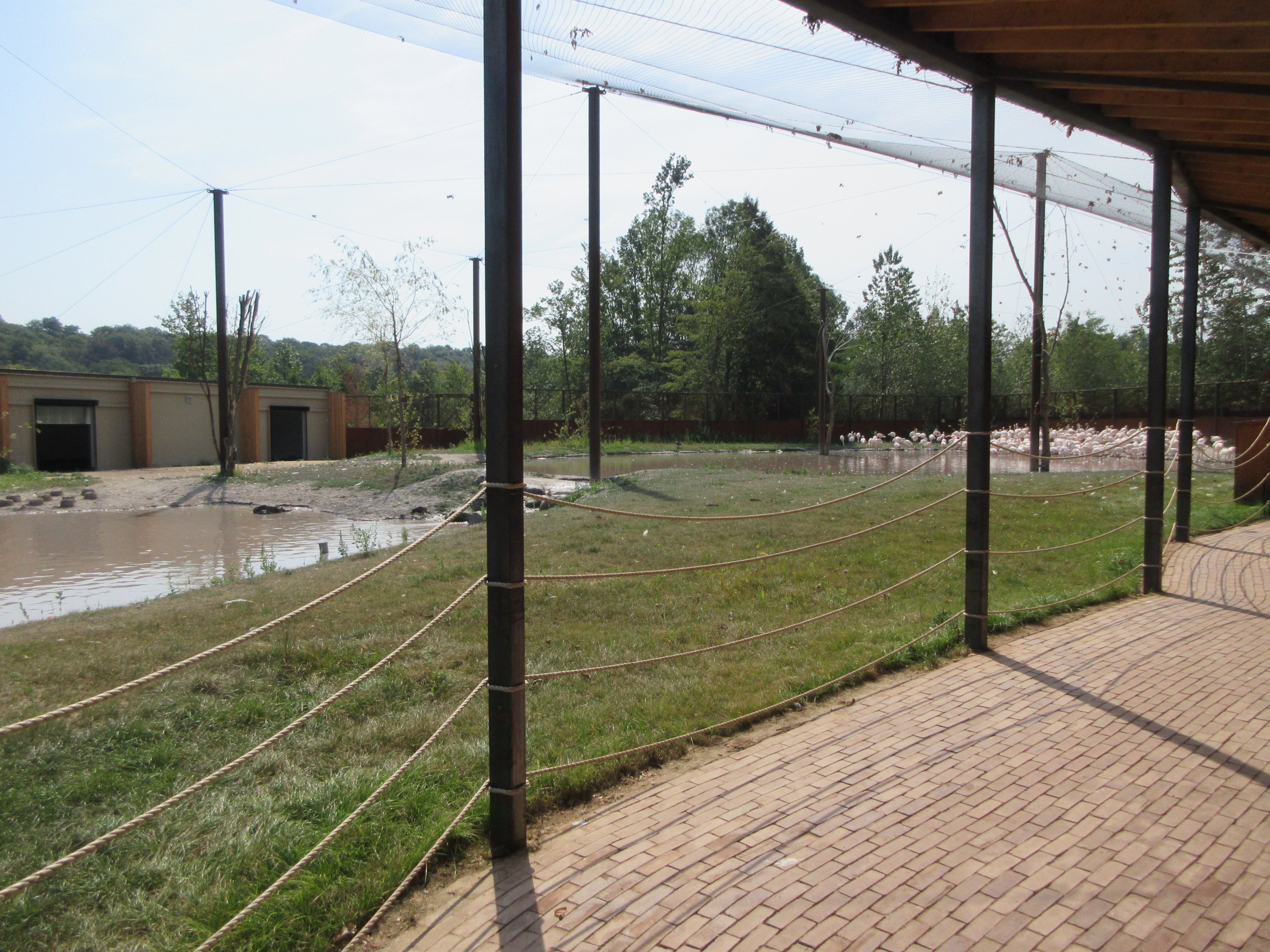 Greater Flamingo Aviary - 400 birds huddled in the corner