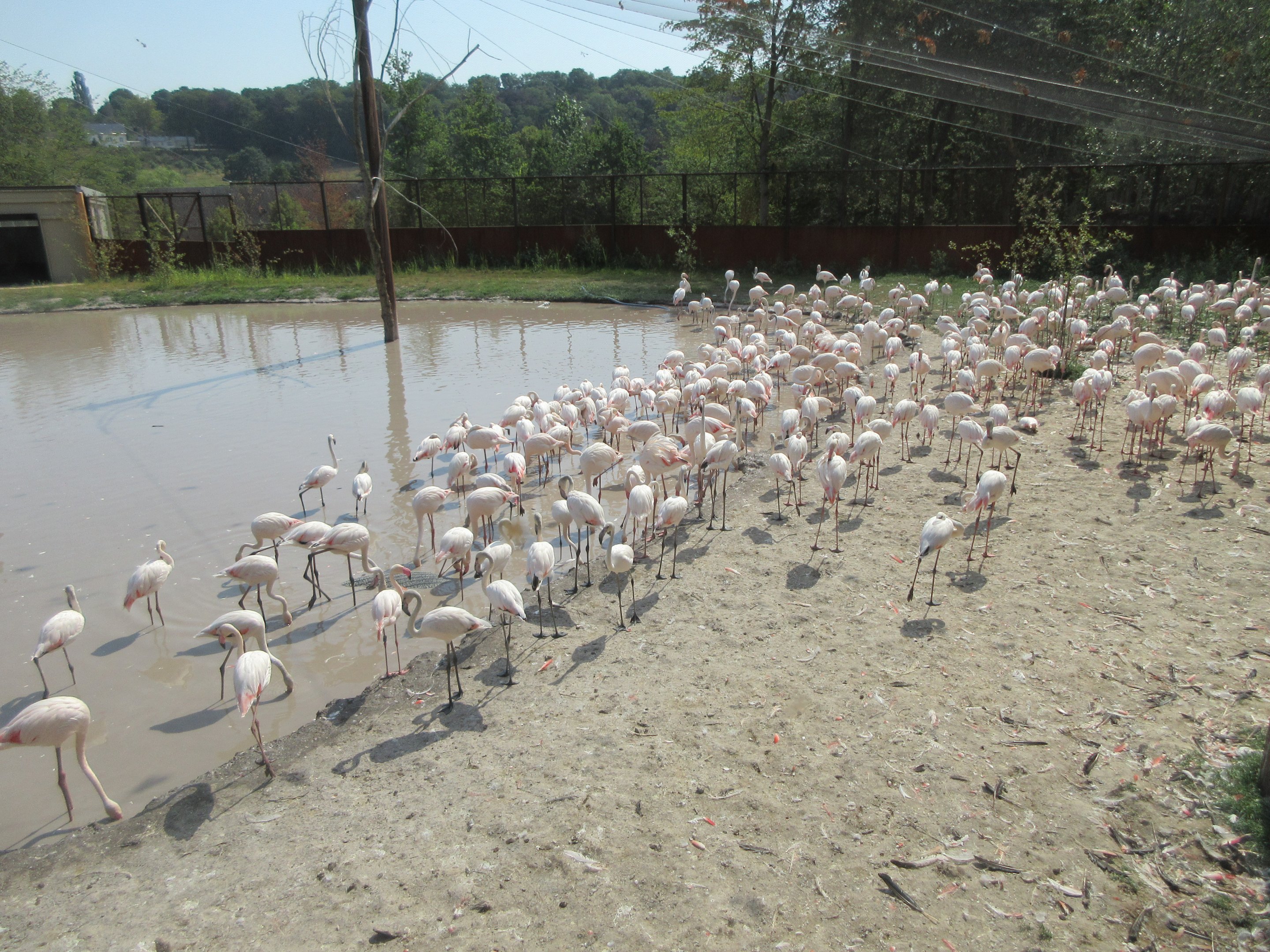 Greater Flamingo Aviary (New in 2019)