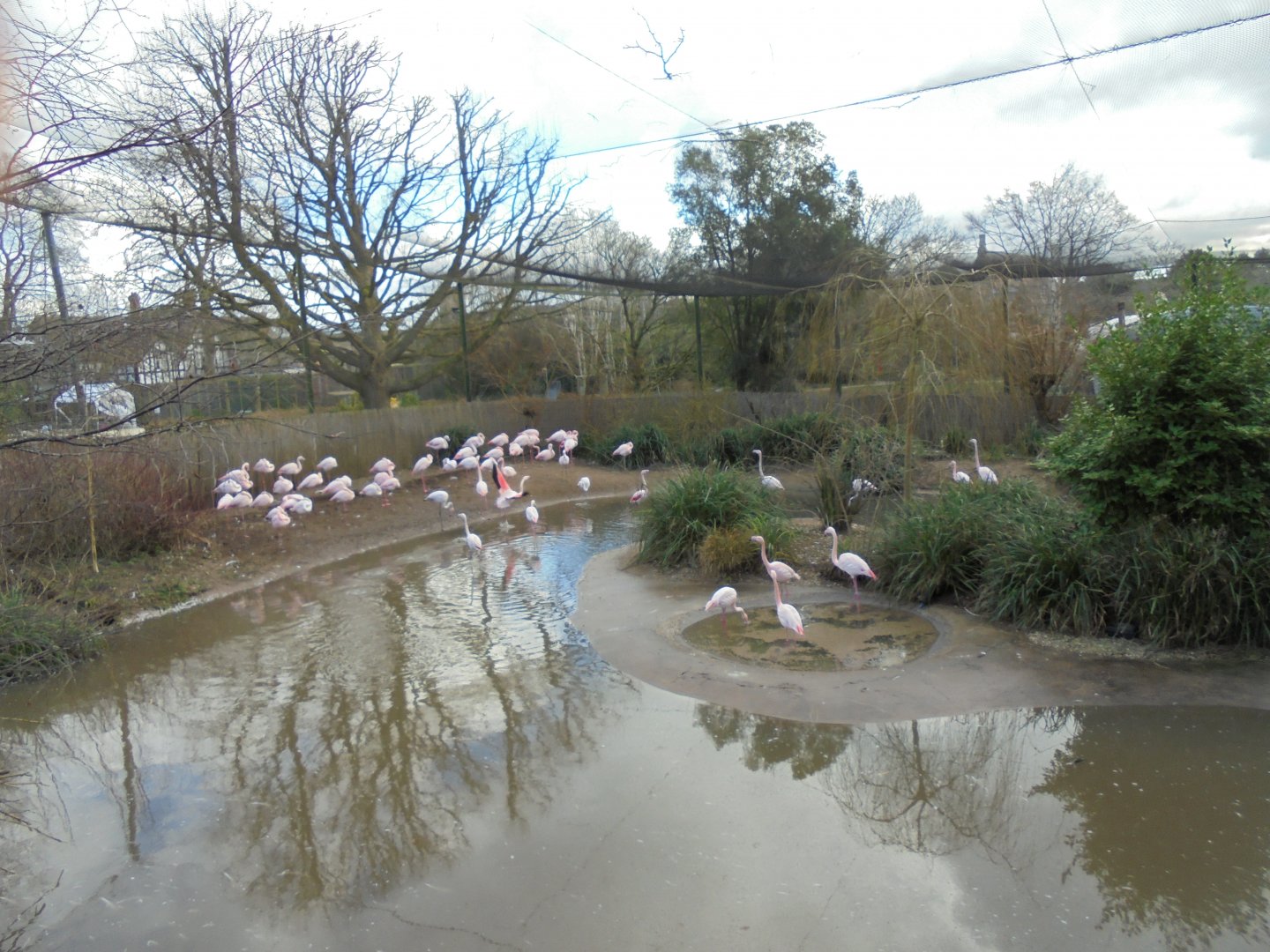 Greater flamingo aviary overview