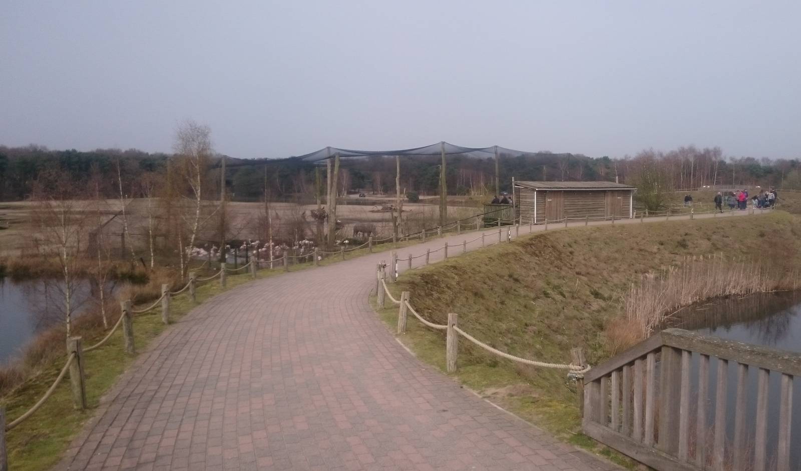Greater flamingo aviary