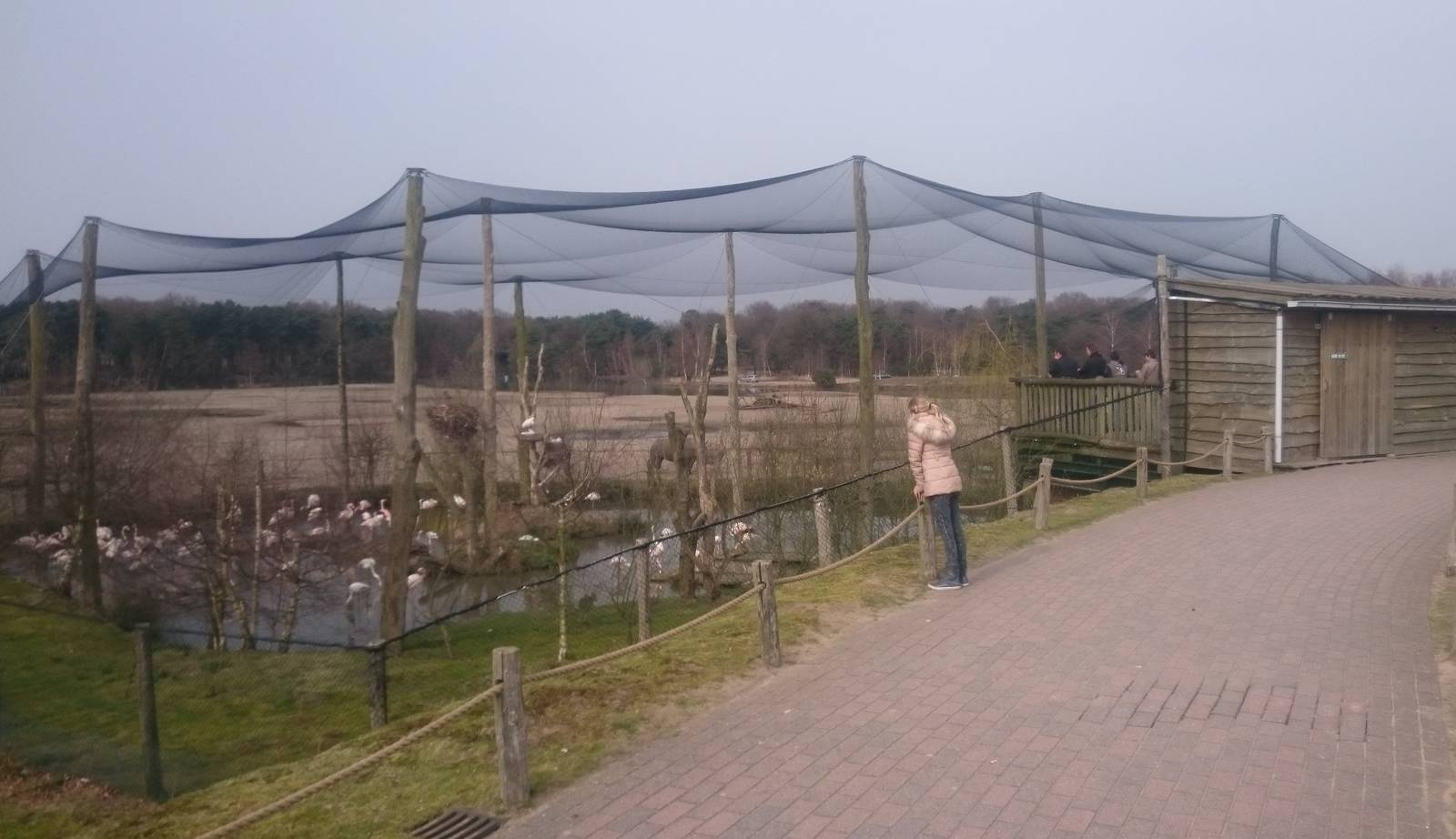 Greater flamingo aviary