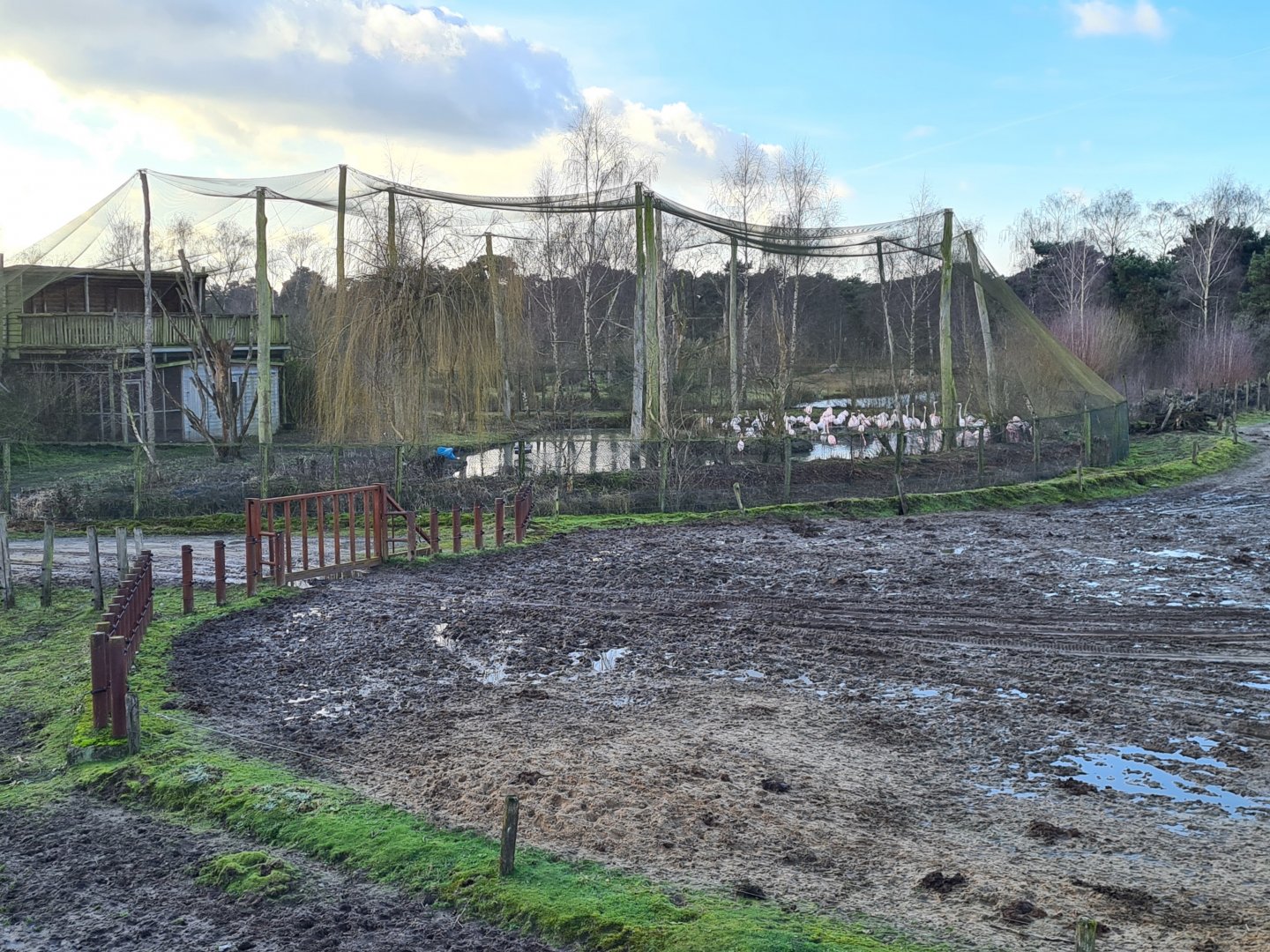 Greater flamingo aviary