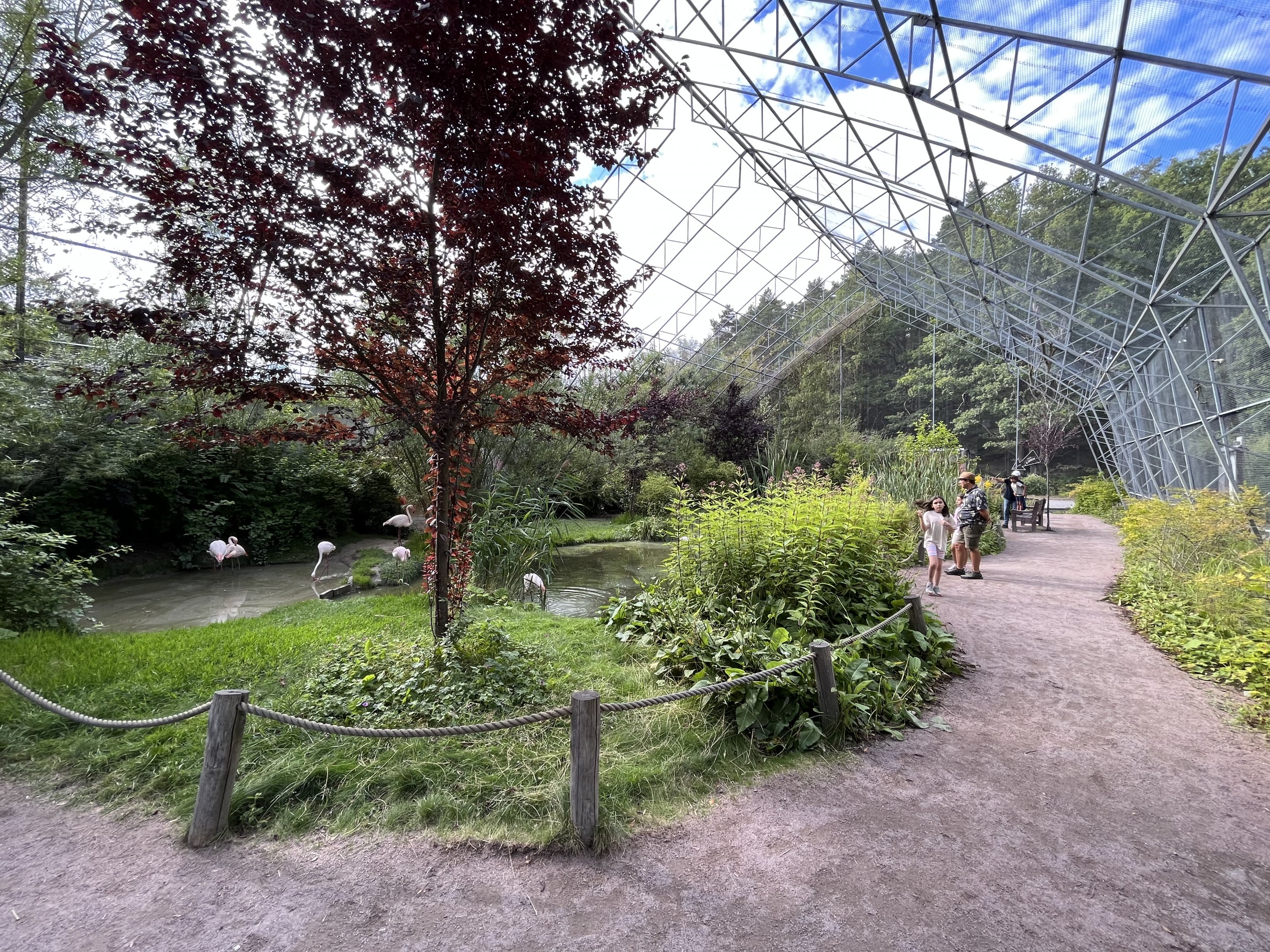 Greater Flamingo Aviary