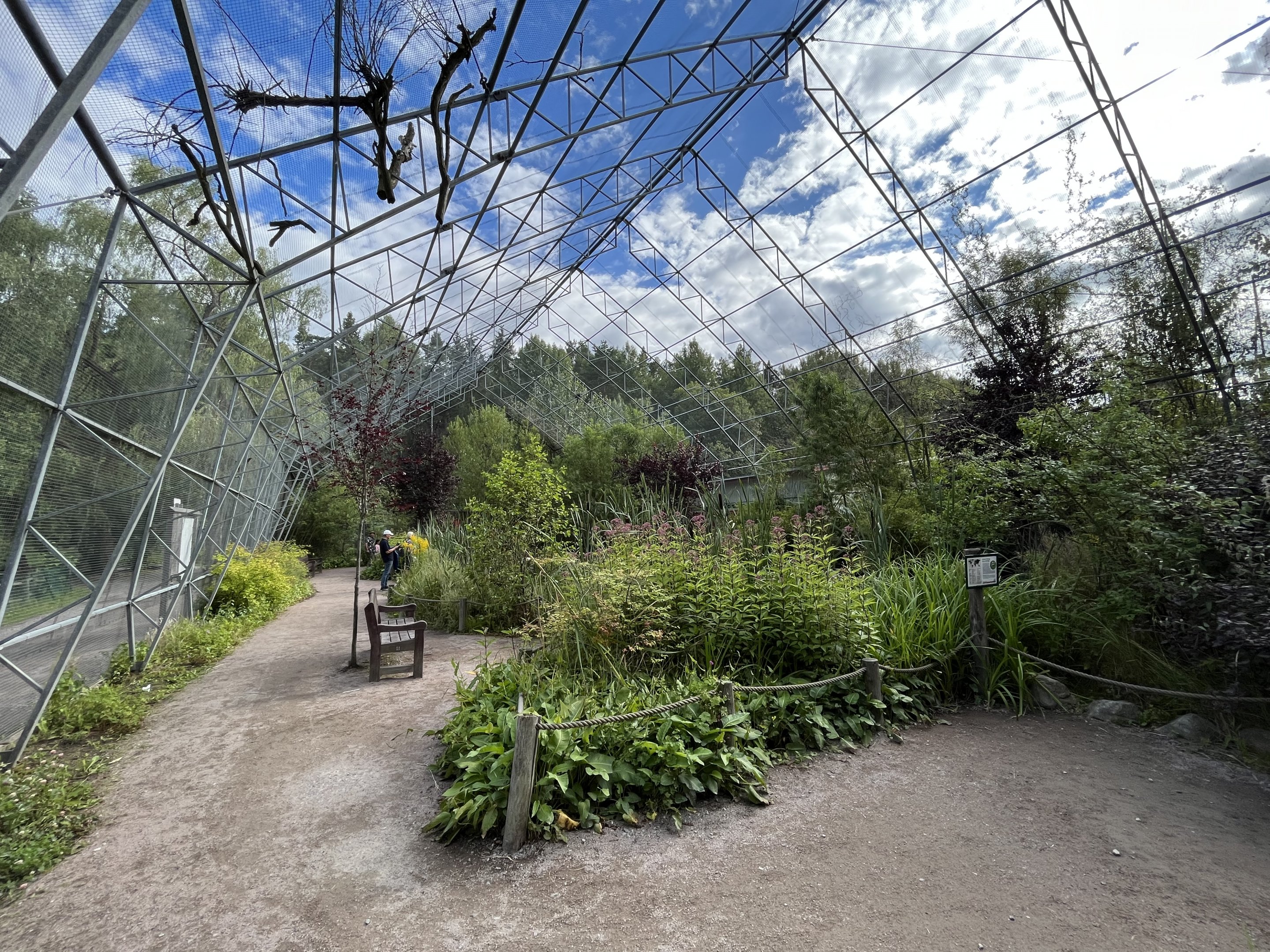 Greater Flamingo Aviary