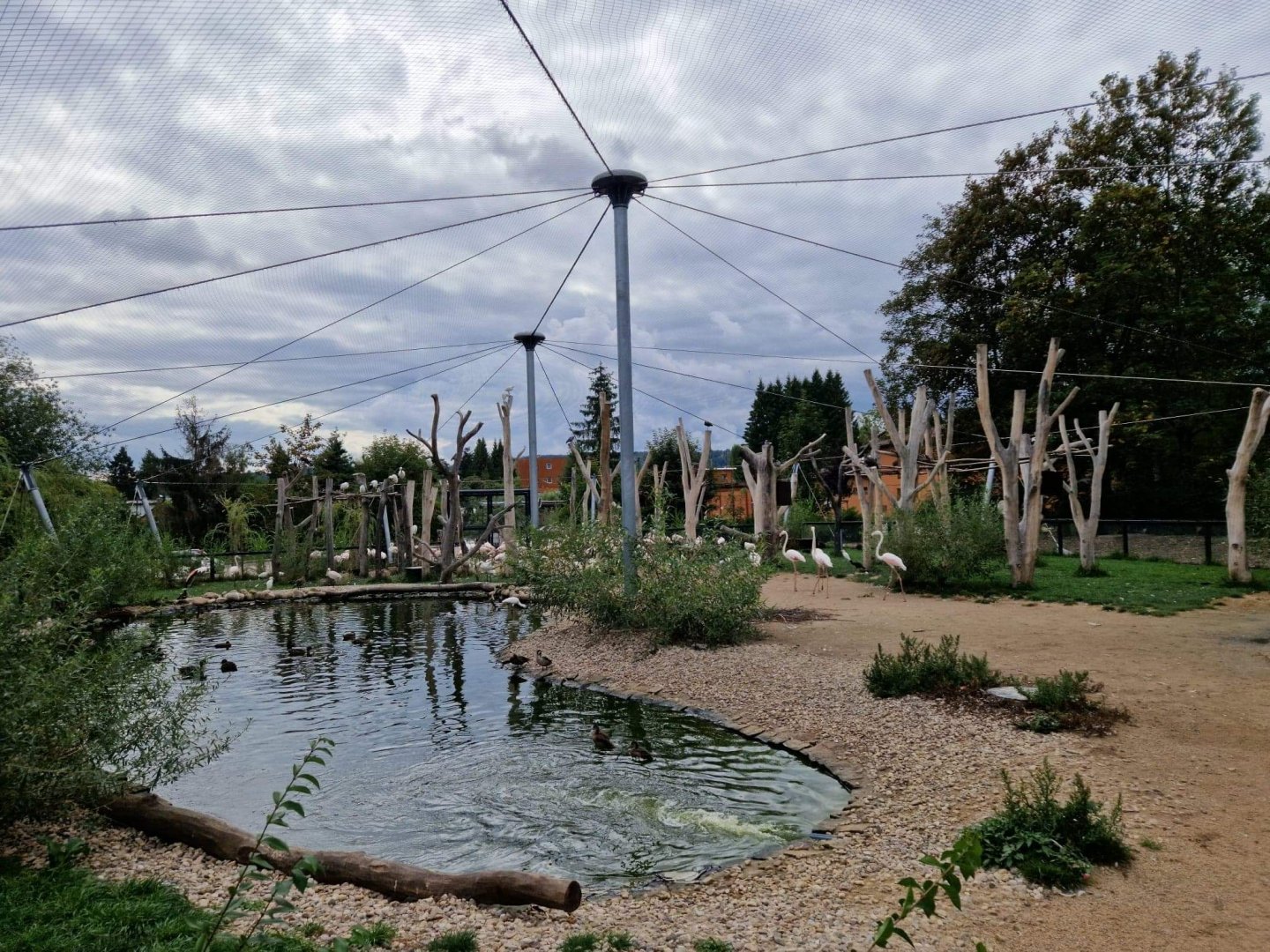 Greater Flamingo Aviary