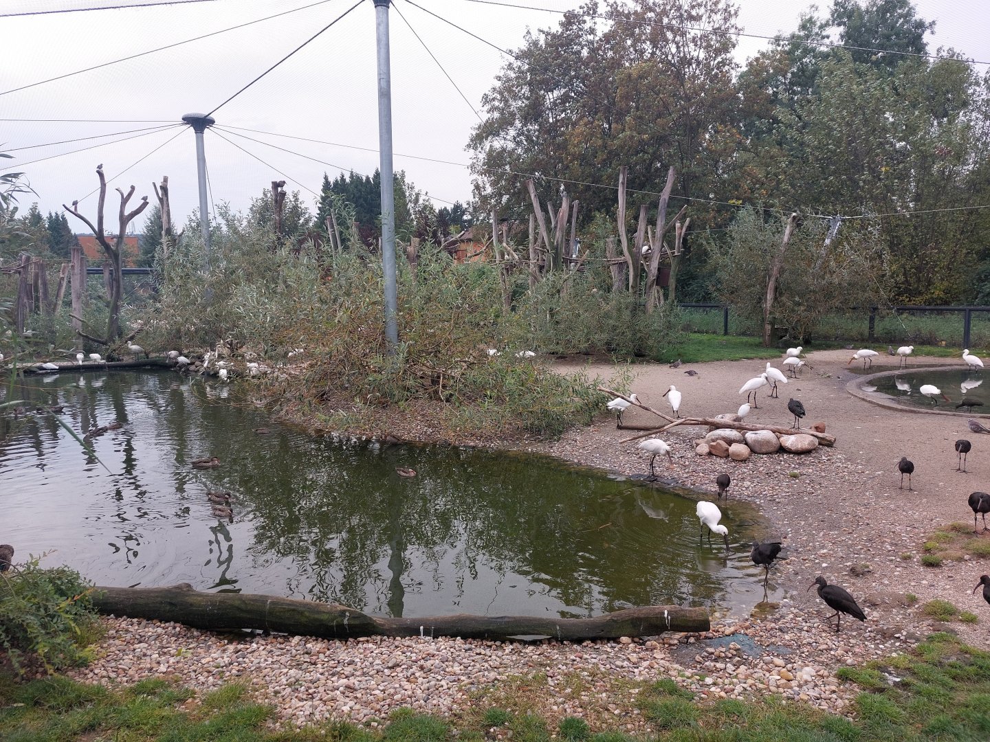 Greater flamingo aviary