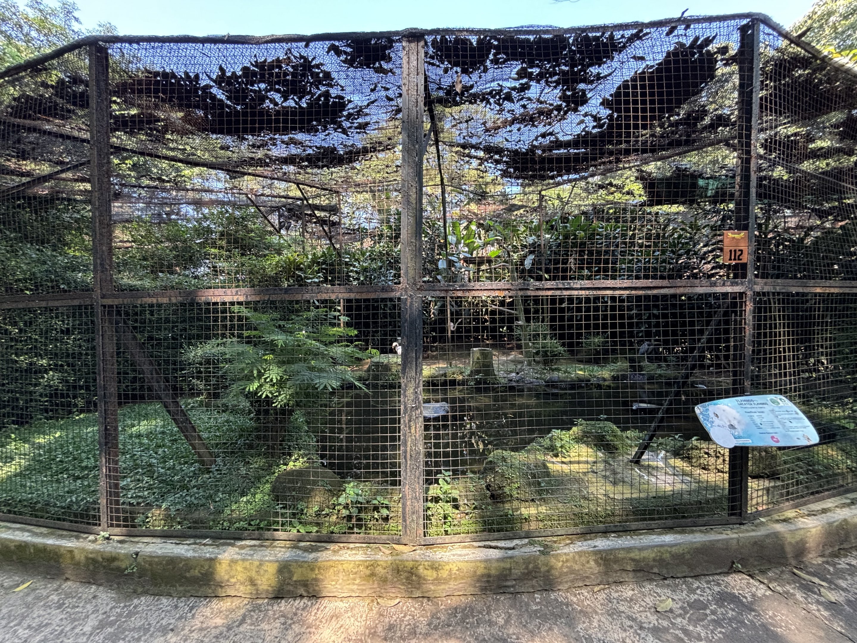 Greater Flamingo Aviary