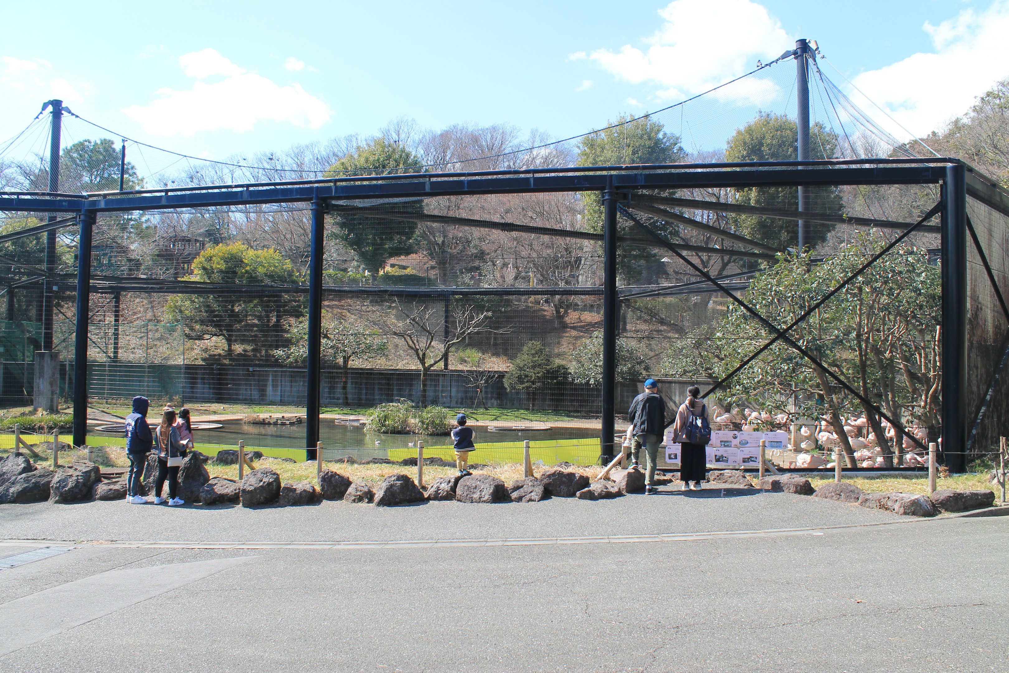Greater Flamingo aviary