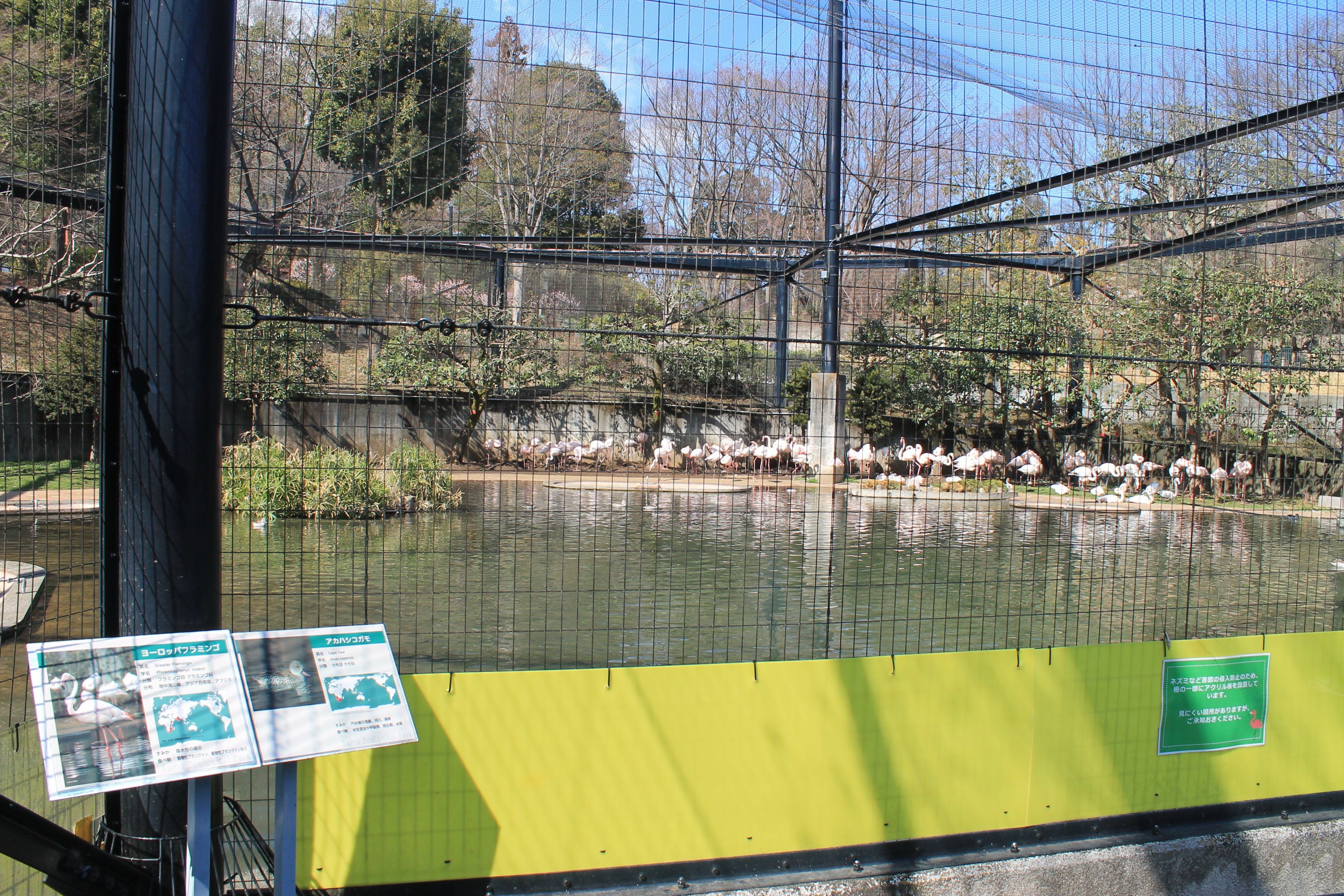 Greater Flamingo aviary
