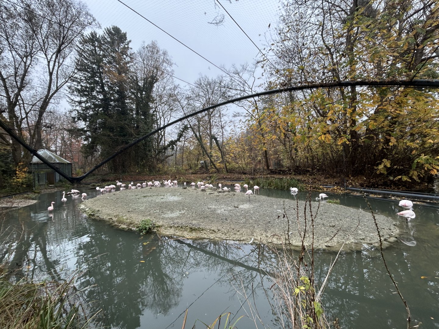 Greater Flamingo Aviary