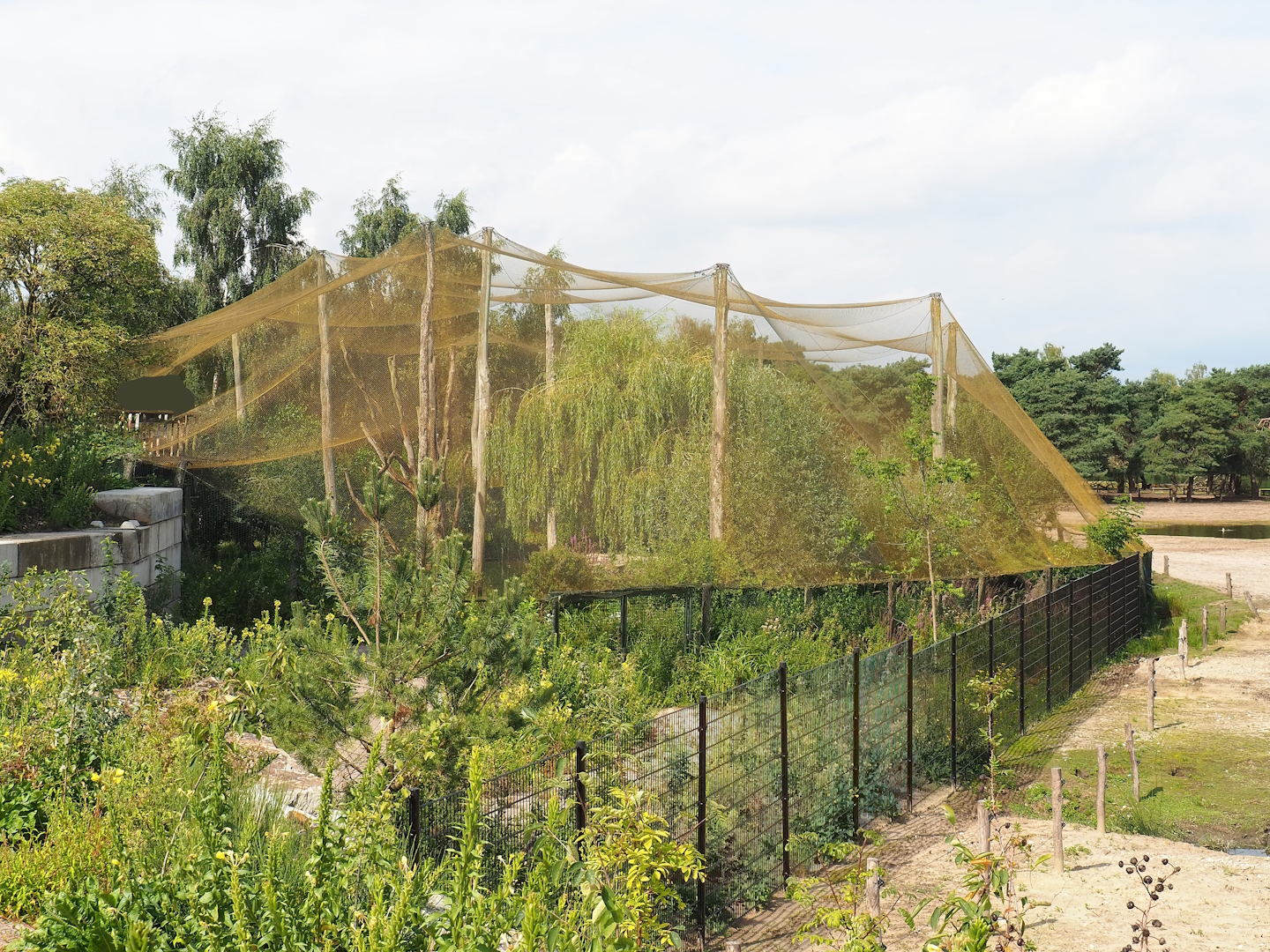 Greater flamingo, Black crowned crane, Hamerkop and Hadada ibis aviary, 2023-08-15
