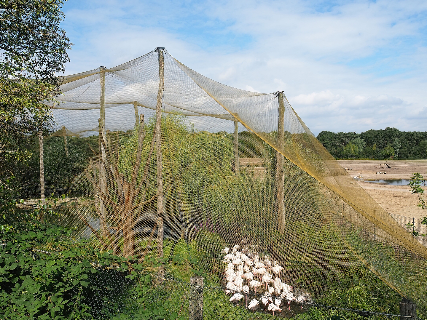 Greater flamingo, Black crowned crane, Hamerkop and Hadada ibis aviary, 2023-08-15