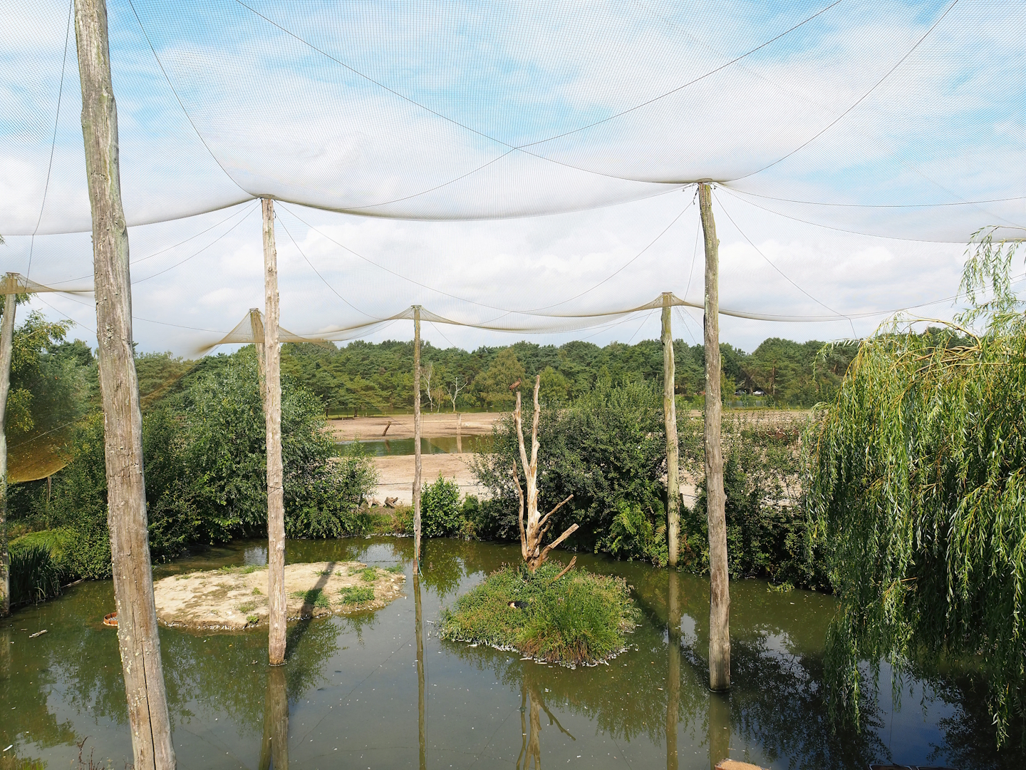 Greater flamingo, Black crowned crane, Hamerkop and Hadada ibis aviary, 2023-08-15