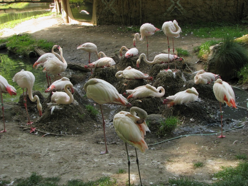 Greater flamingo breeding colony @ Zoo Jihlava