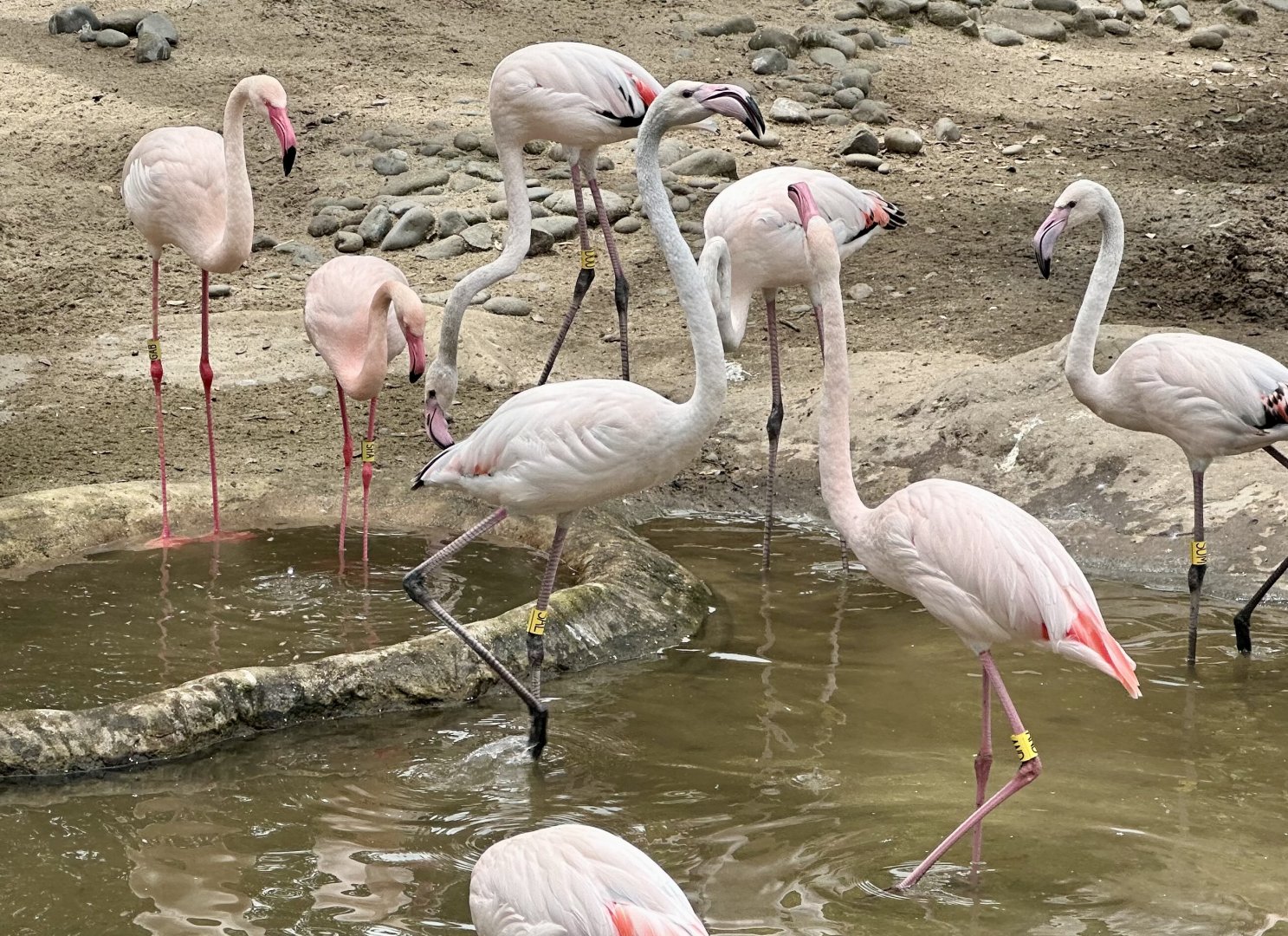Greater Flamingo (Challenging)