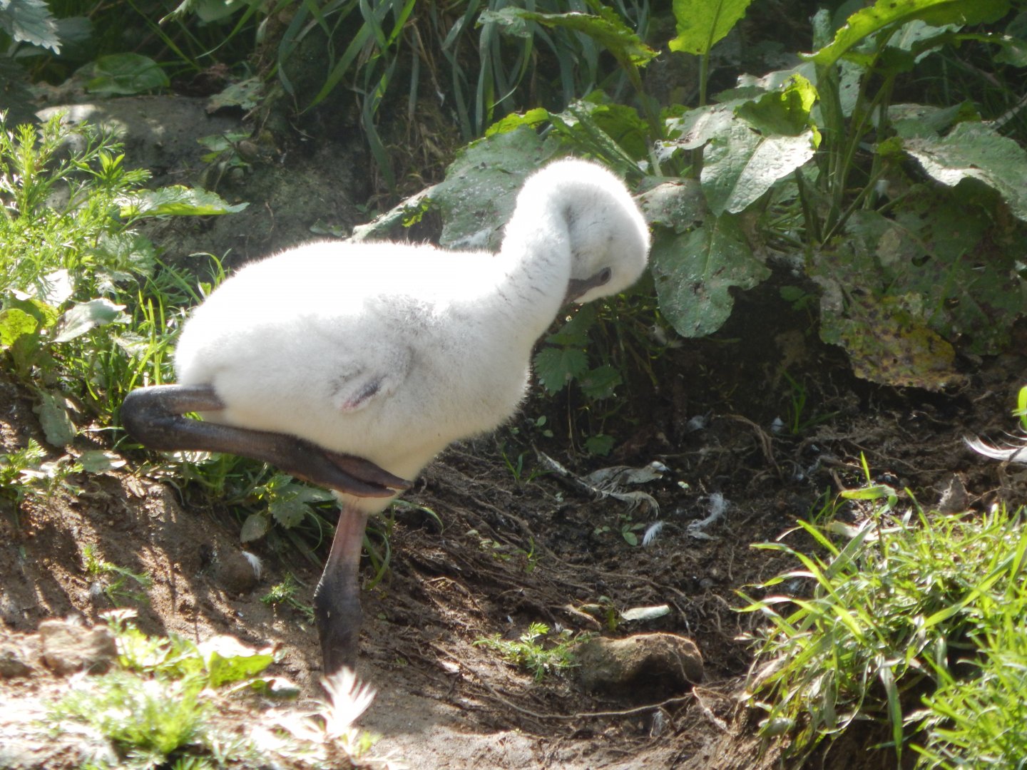 Greater flamingo chick 030821