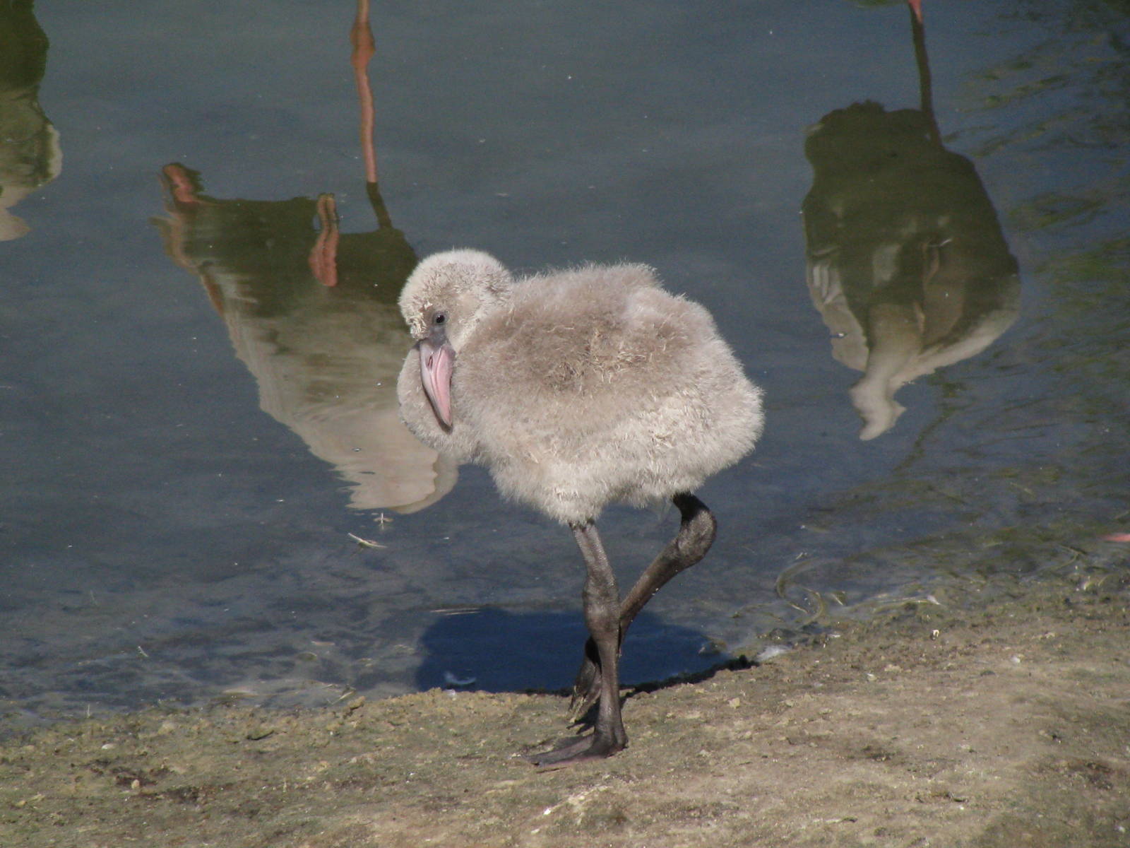 Greater flamingo chick 2011