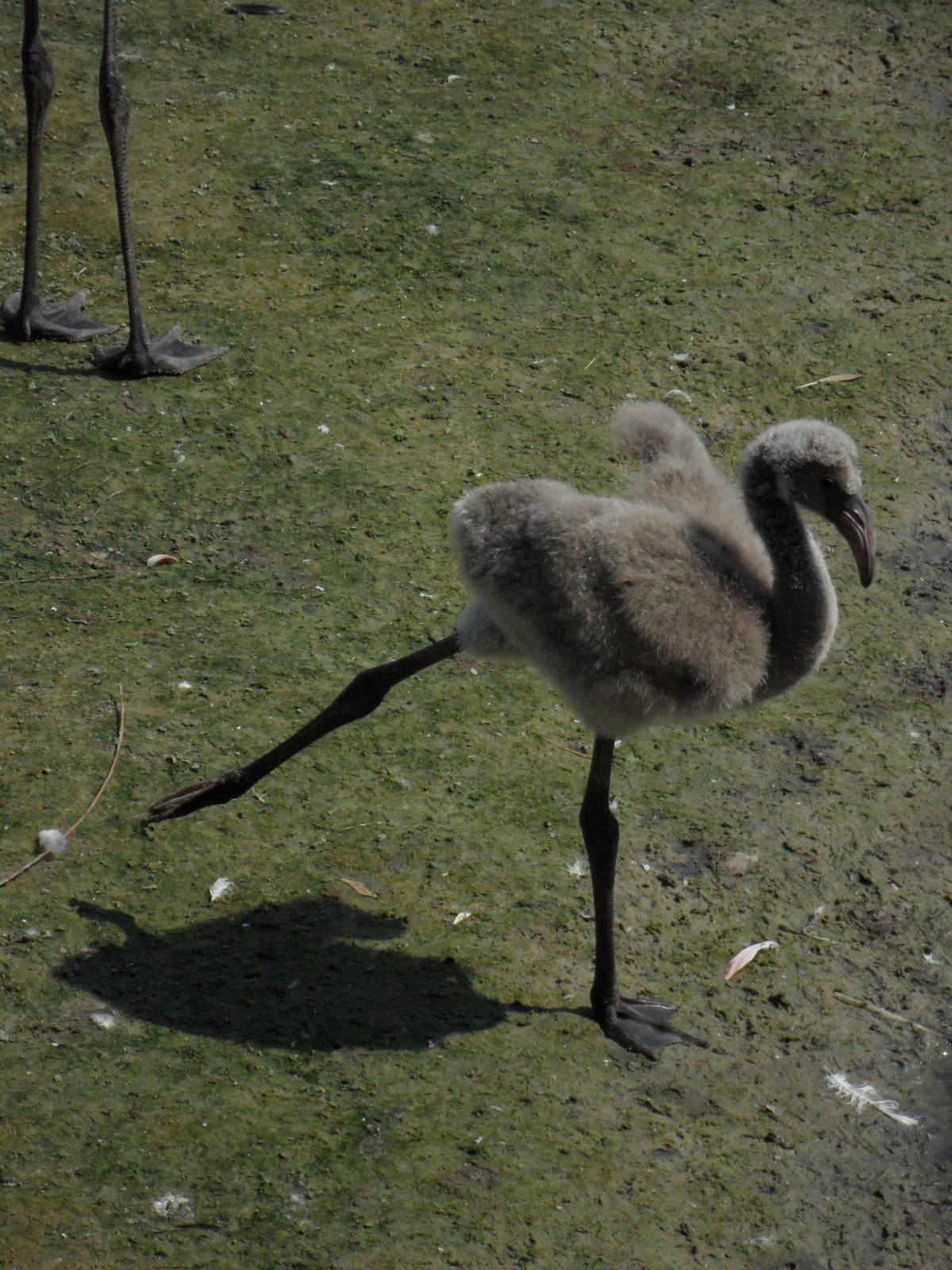 Greater flamingo chick 2012