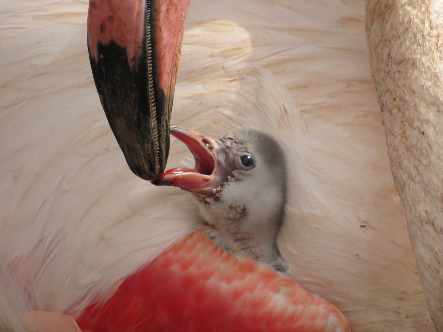 Greater Flamingo Chick - 3/7/23