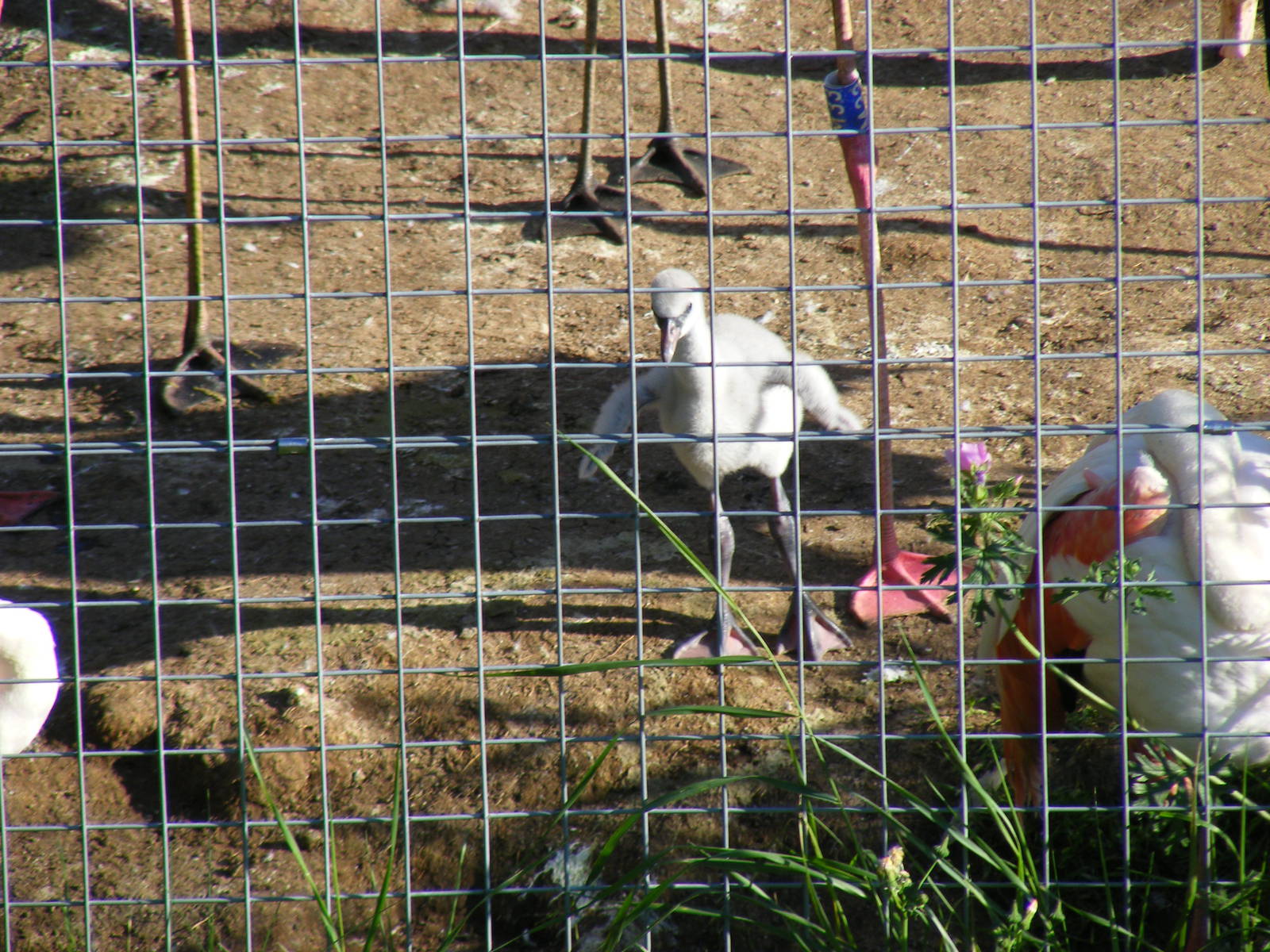 Greater flamingo chick at Marwell Wildlife on 28 August 2011