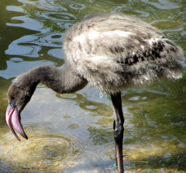 Greater Flamingo Chick