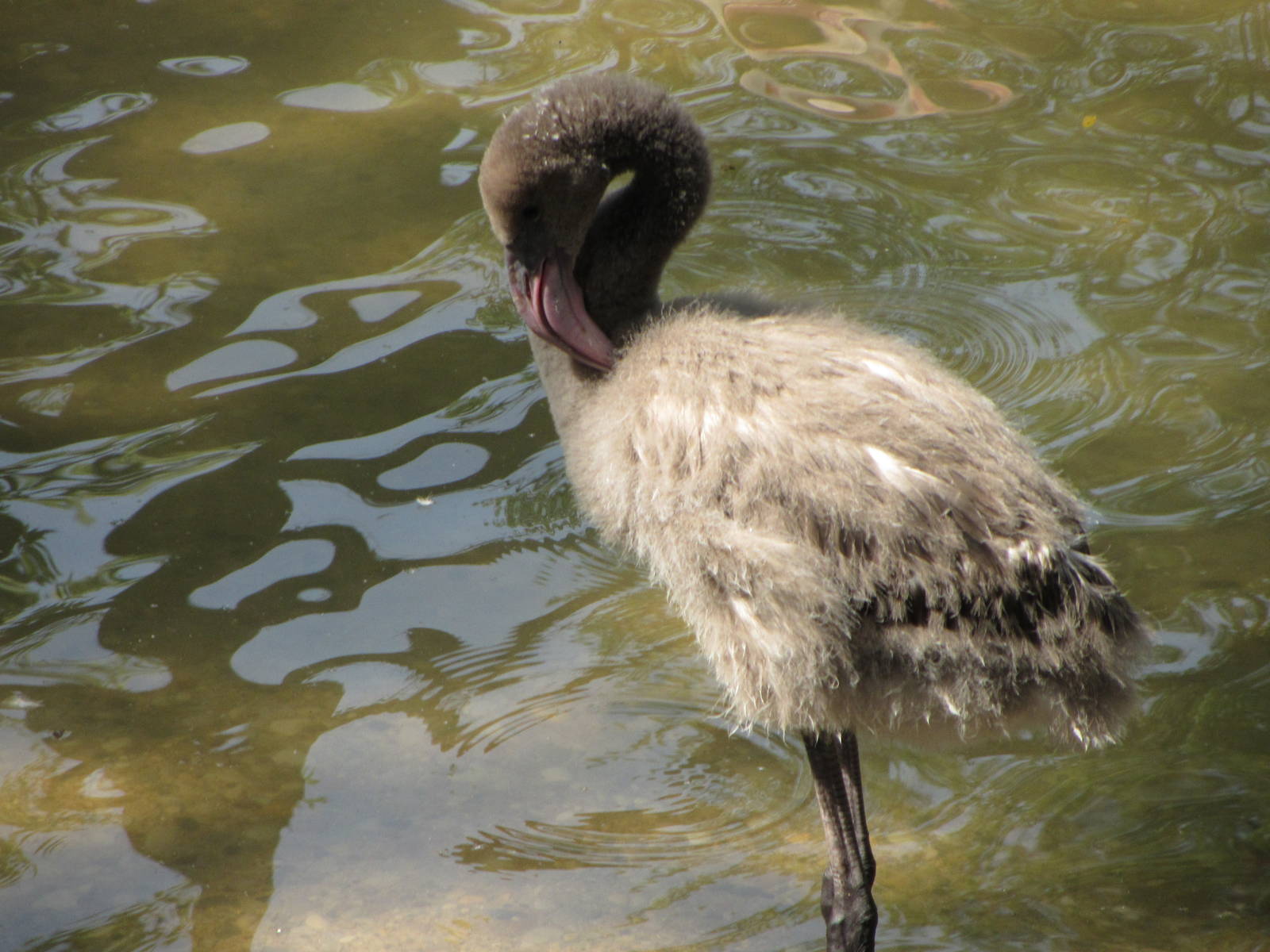Greater Flamingo Chick