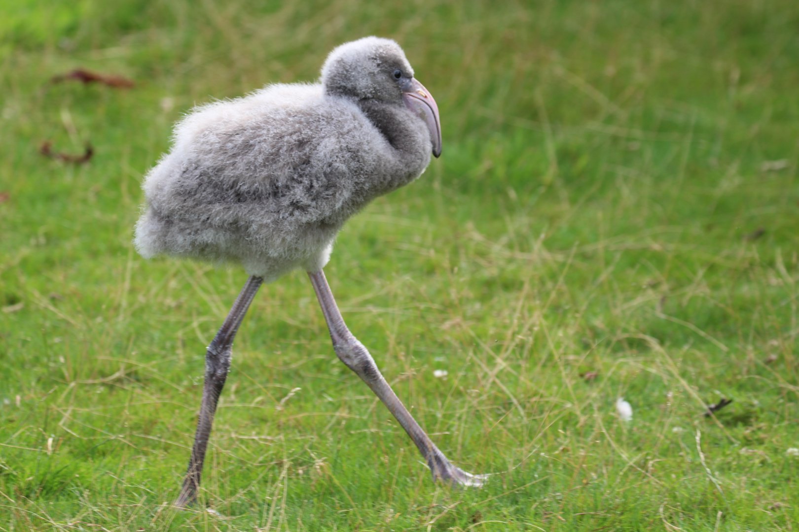 Greater Flamingo chick