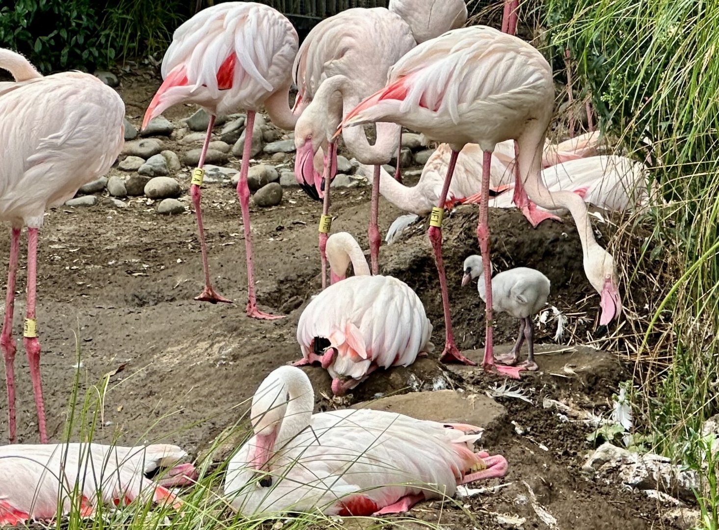Greater Flamingo (Chick)