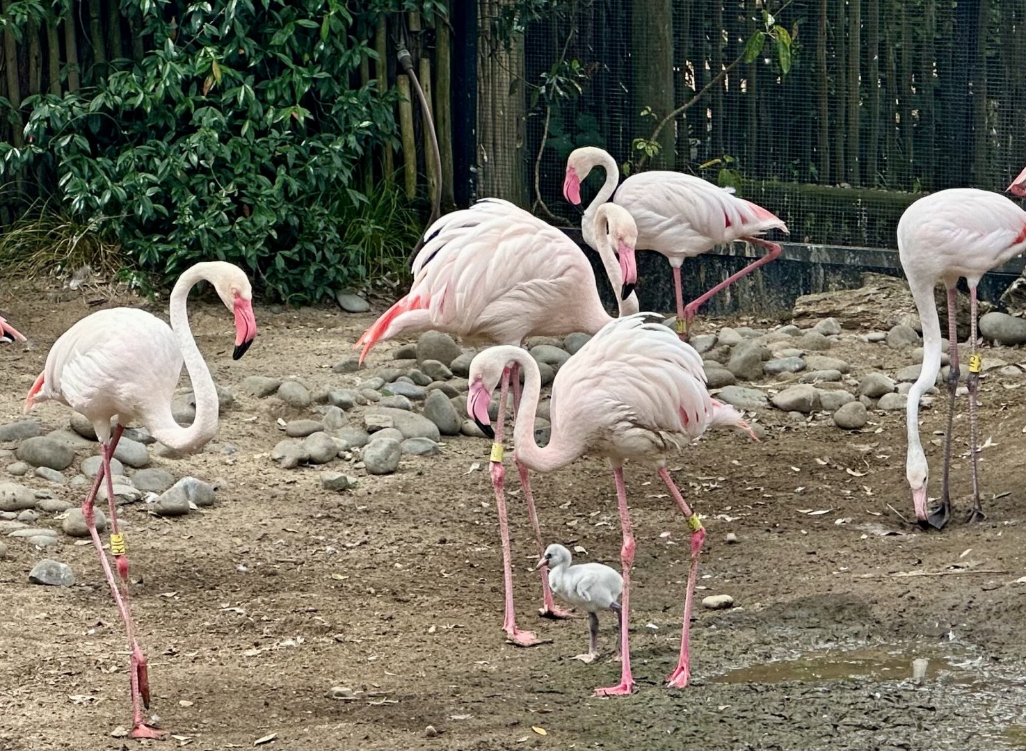 Greater Flamingo (Chick)
