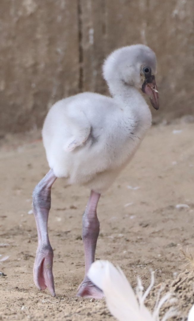 Greater Flamingo Chick