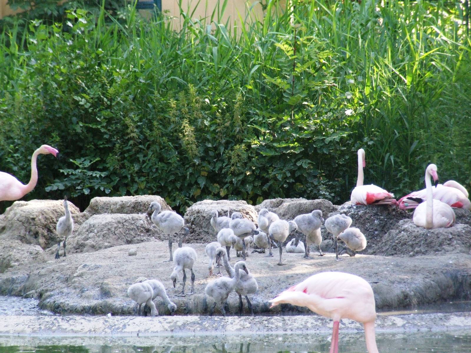 Greater Flamingo Chicks at Vienna, 14/06/13