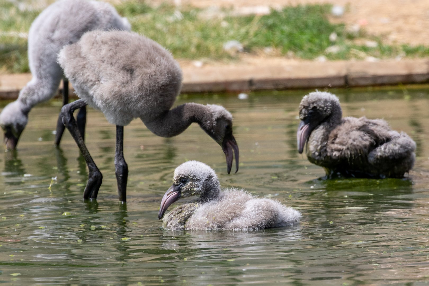 Greater Flamingo chicks / Hamerton / 17-6-20