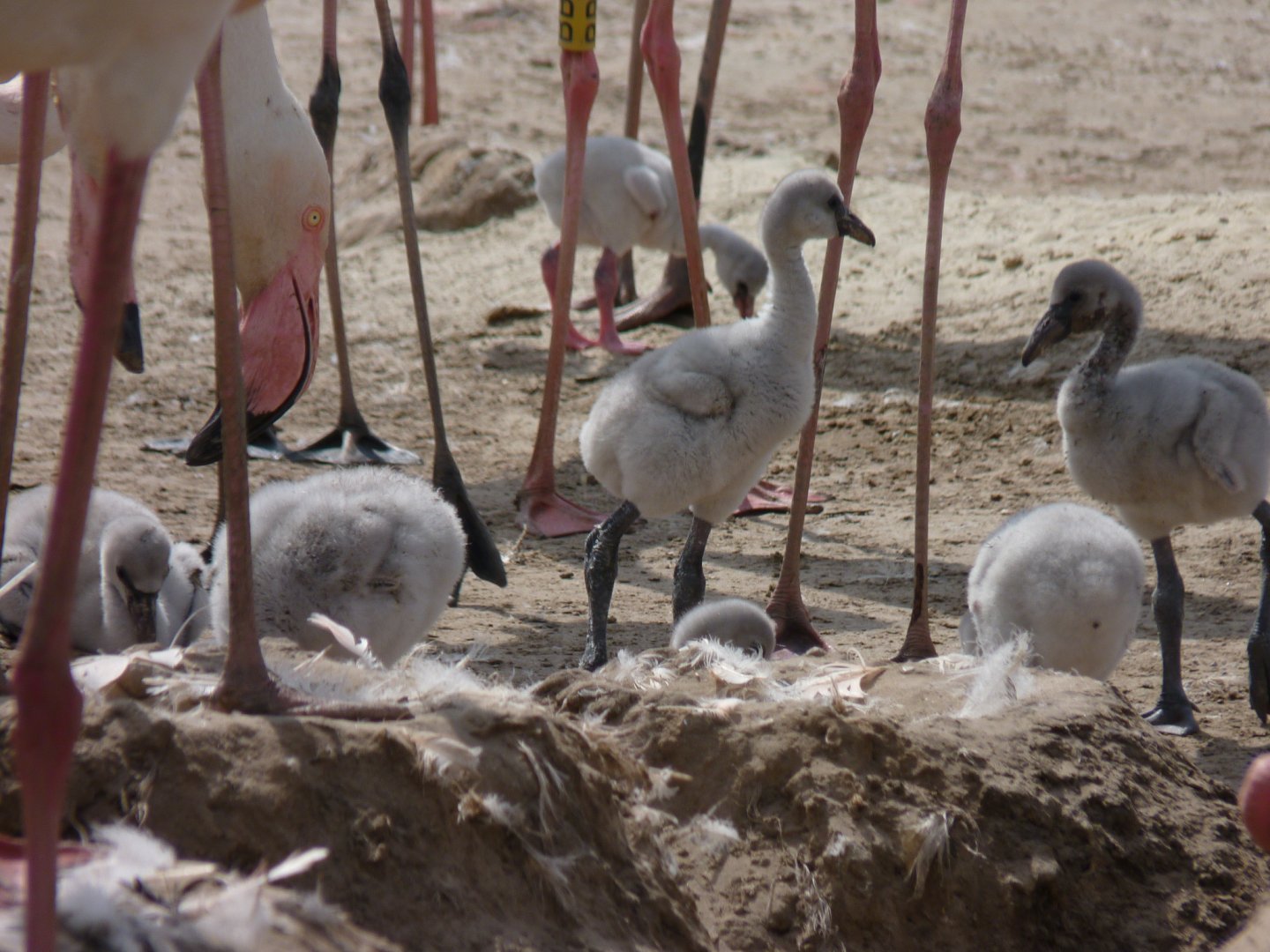 Greater flamingo chicks