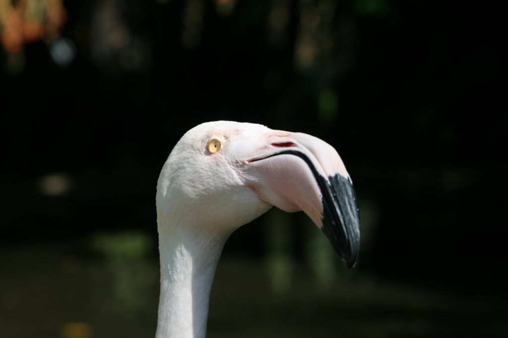 Greater Flamingo closeup