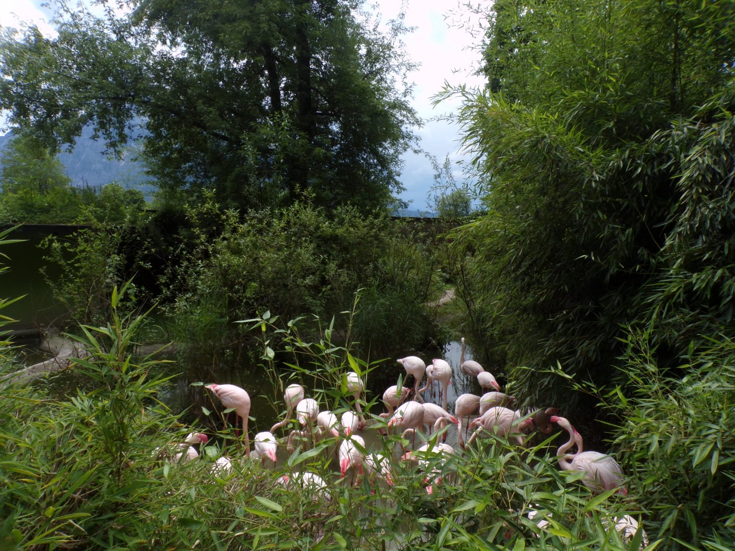 Greater flamingo colony 13.7.25