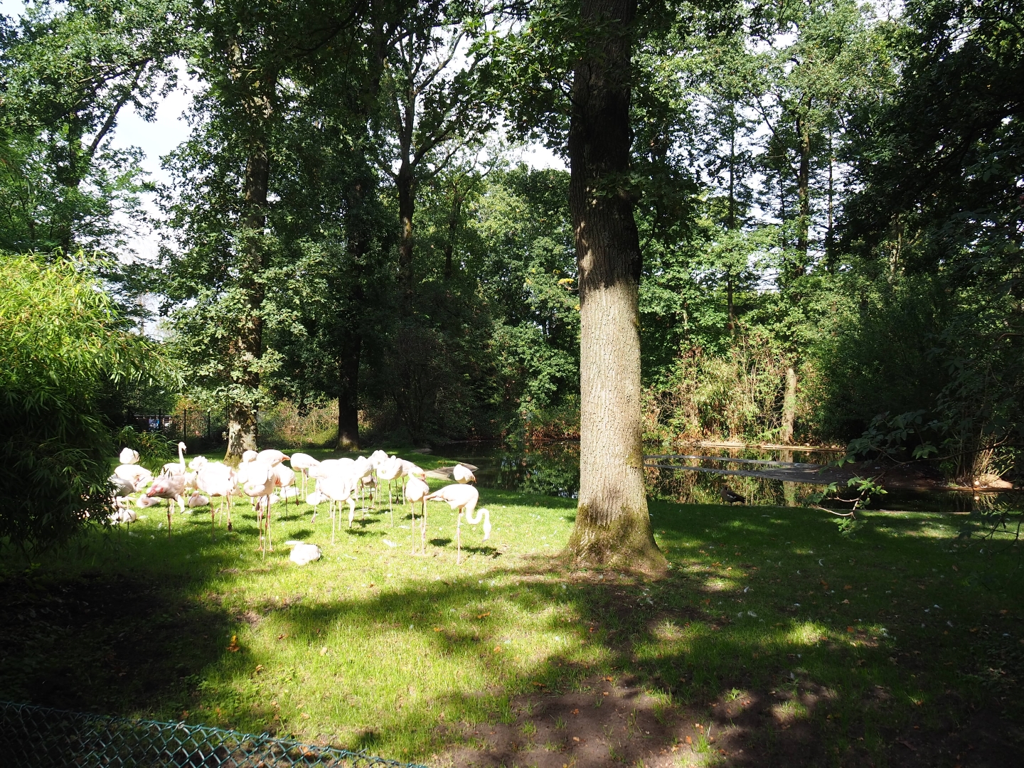 Greater flamingo colony exhibit (Sep 16th, 2018)