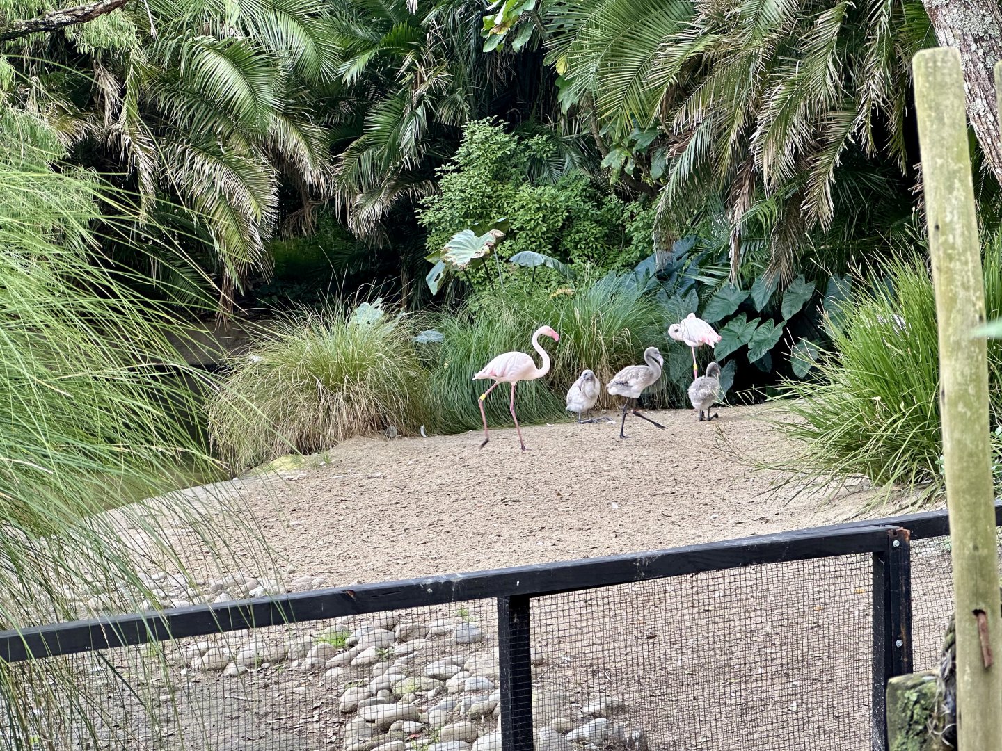 Greater Flamingo Crèche