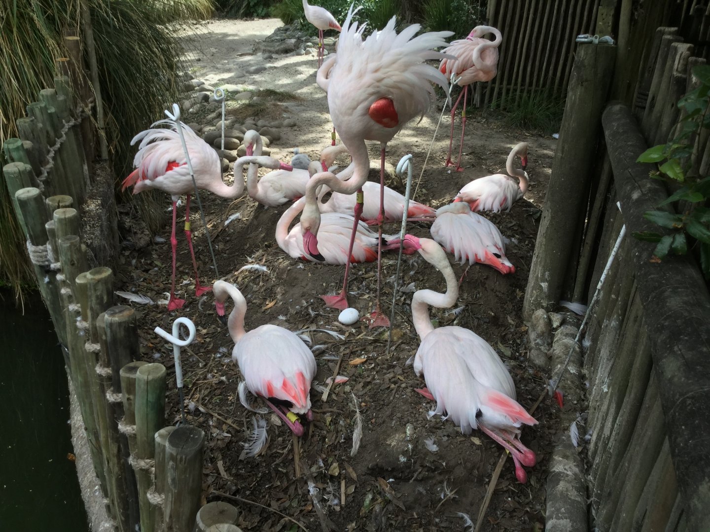 Greater flamingo (egg hatching)