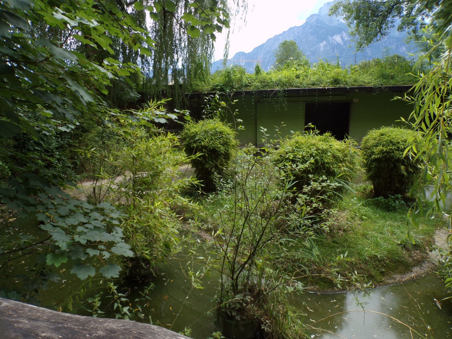 Greater flamingo enclosure 13.7.25