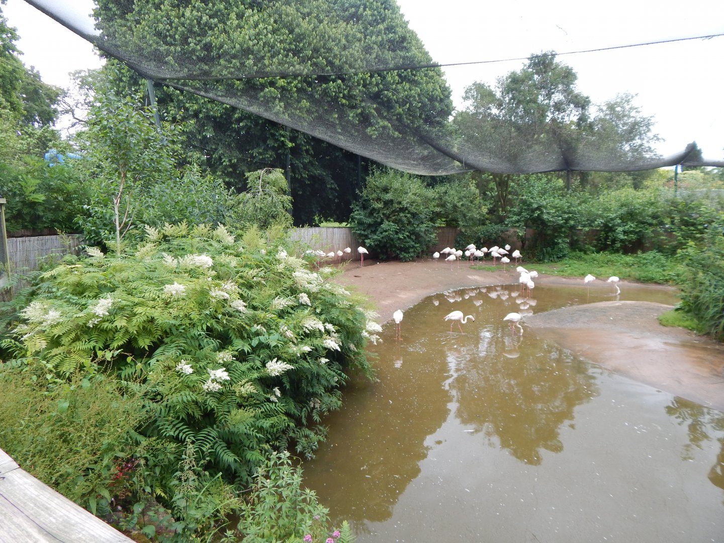 Greater flamingo enclosure 190622