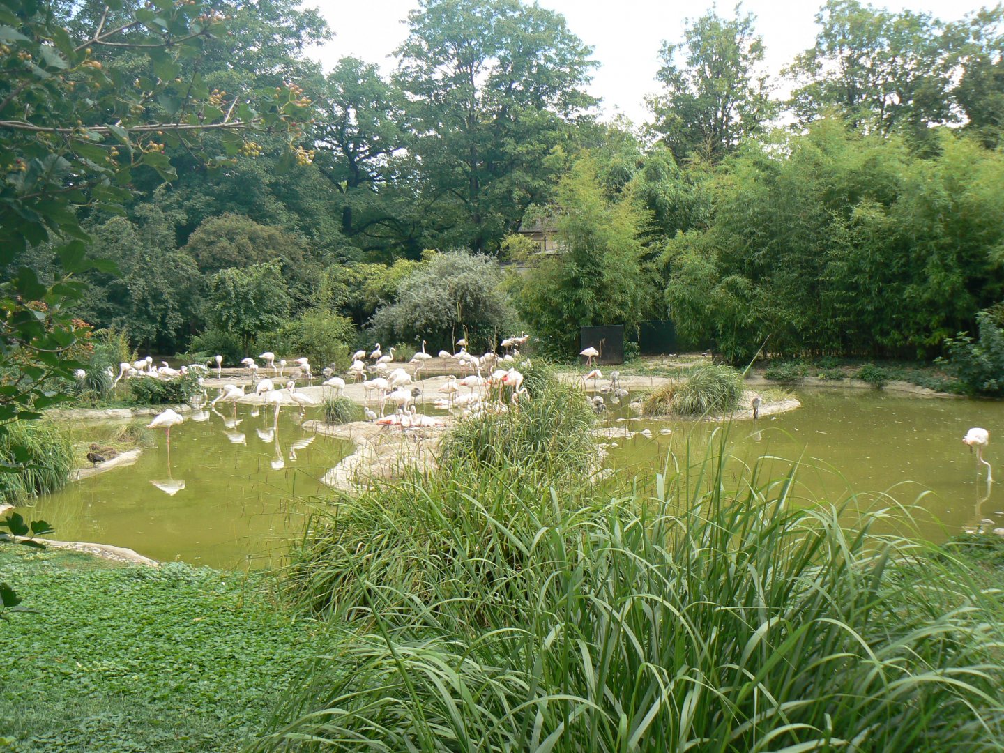 Greater Flamingo enclosure - 27 June 2018