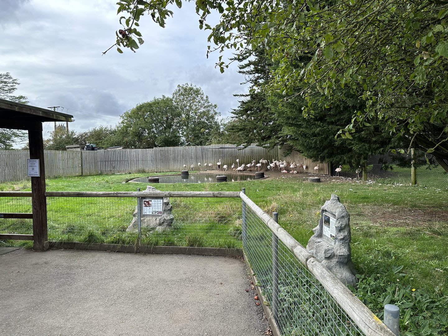 Greater Flamingo Enclosure at Hamerton Zoo Park (October 2023)