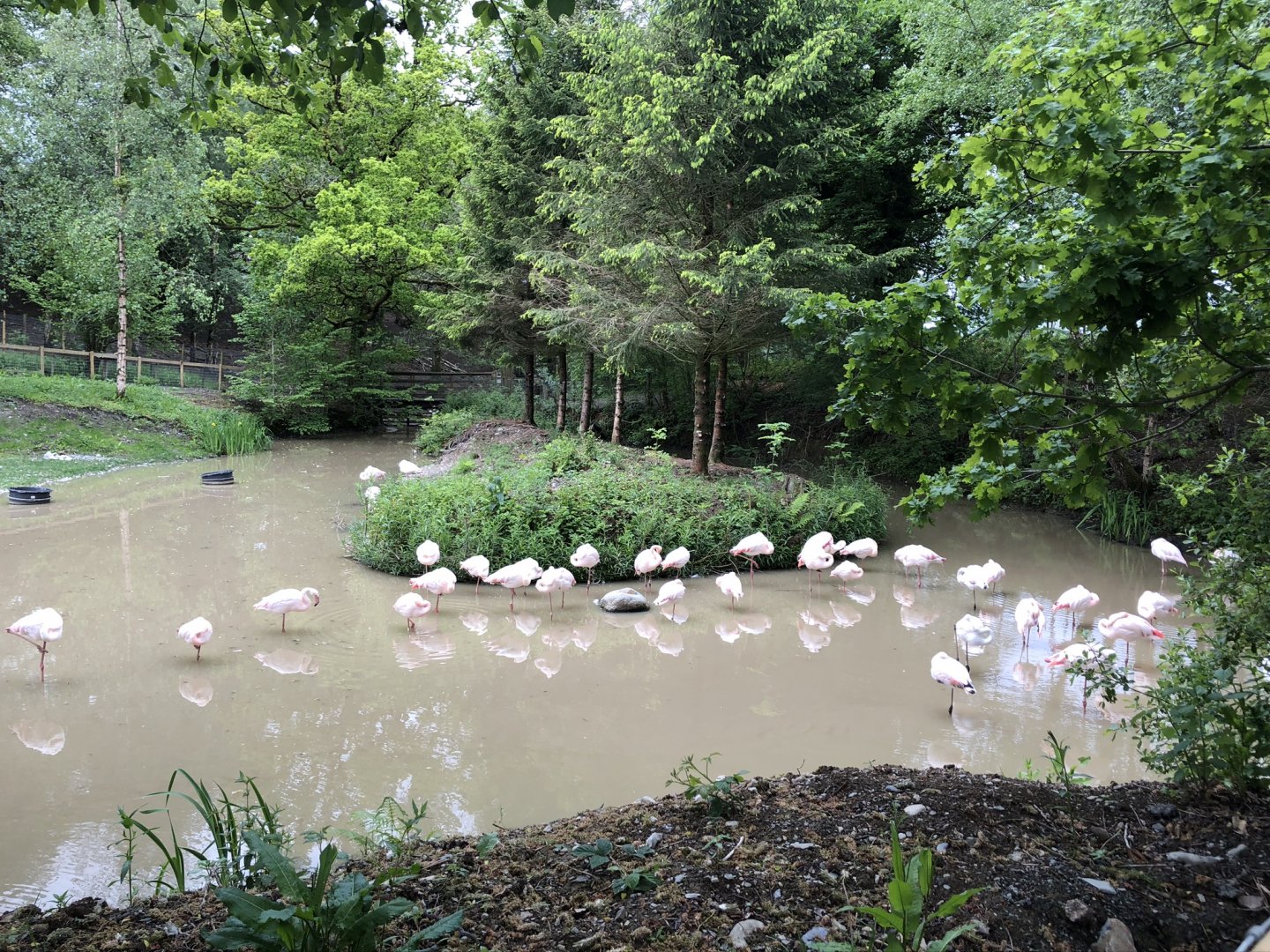 Greater Flamingo Enclosure at Lake District Wildlife Park (May 2019)