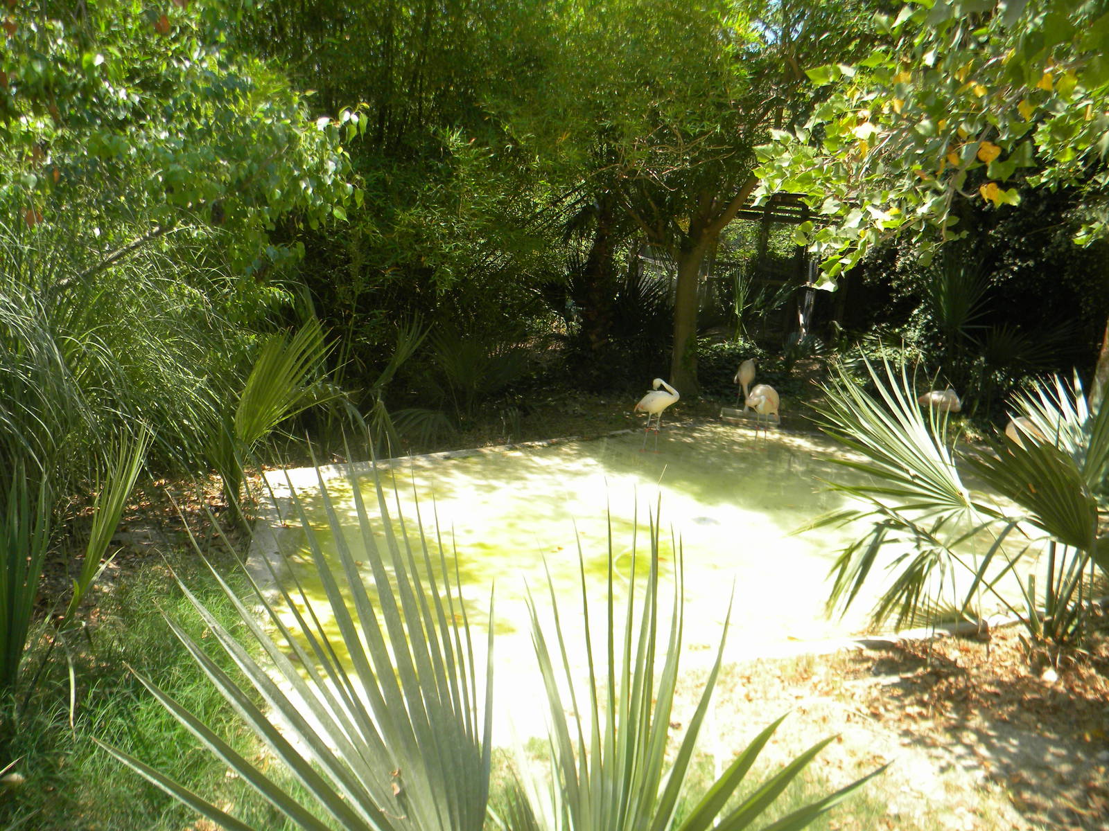 Greater Flamingo enclosure at Terra Natura 29/07/11
