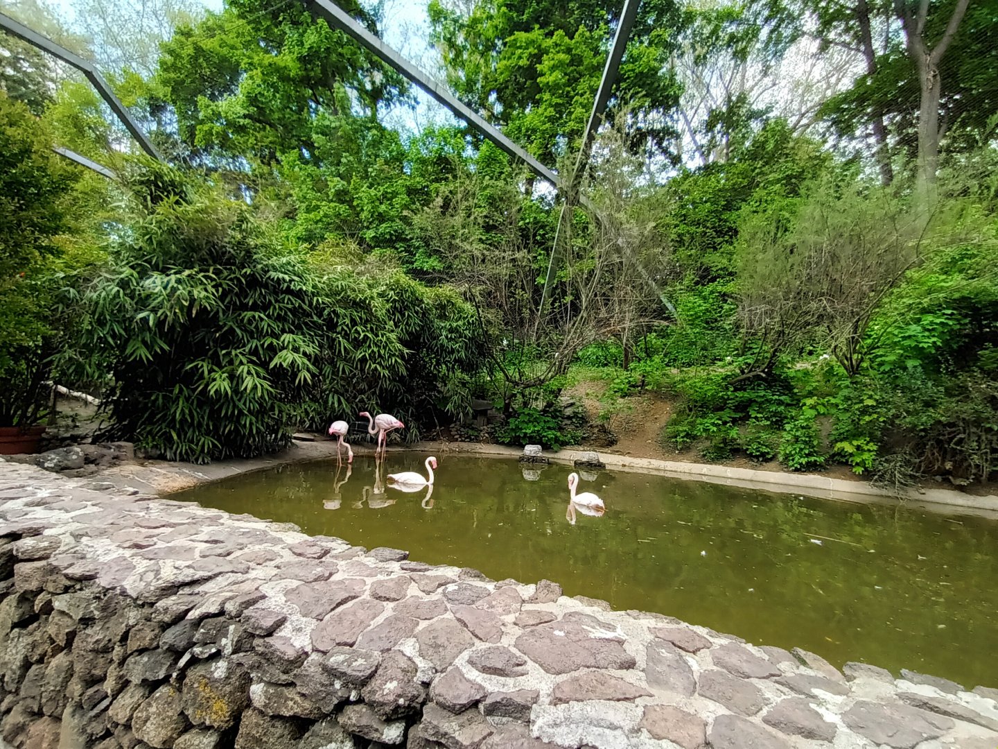 Greater Flamingo Enclosure inside the Mediterranean Walkthrough Aviary