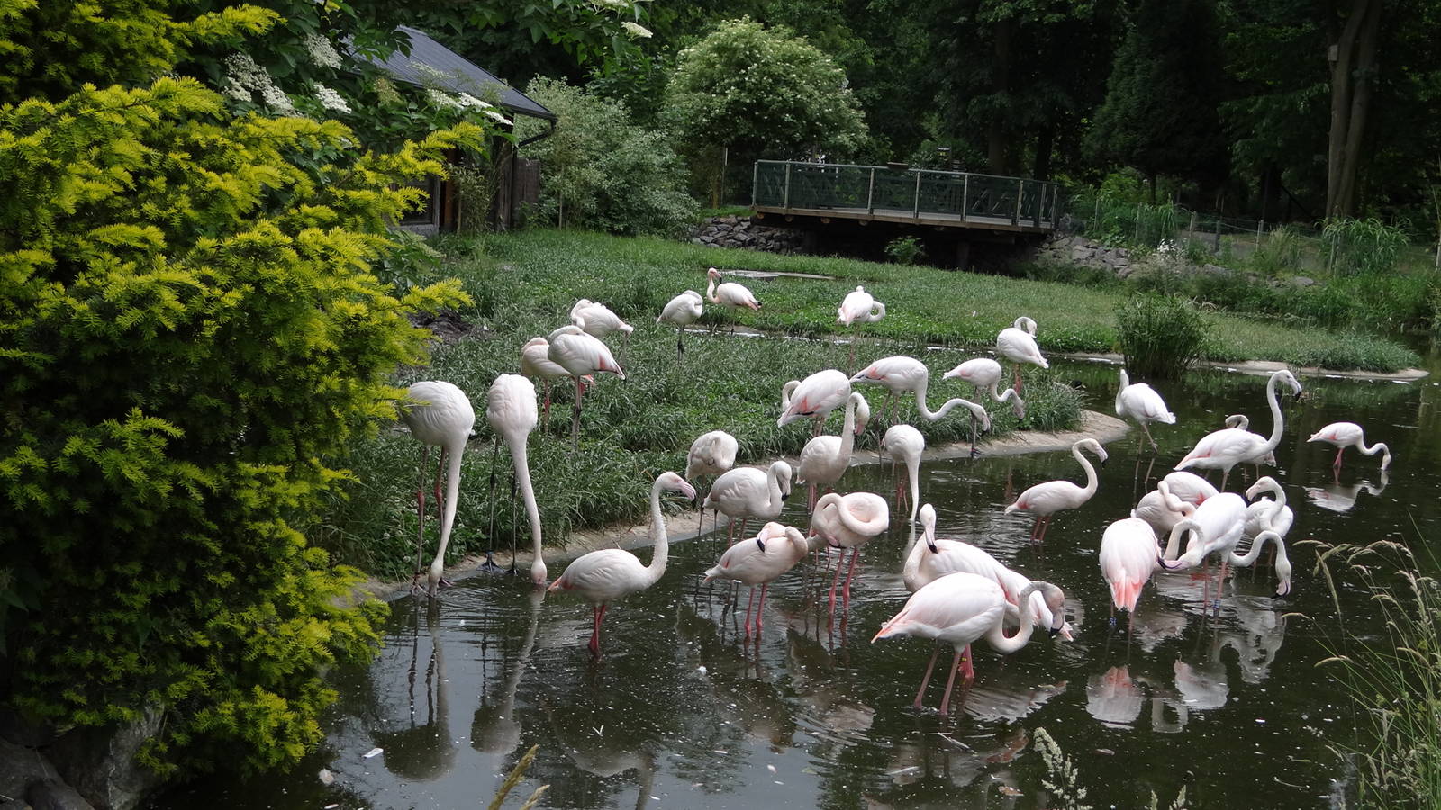 Greater Flamingo enclosure