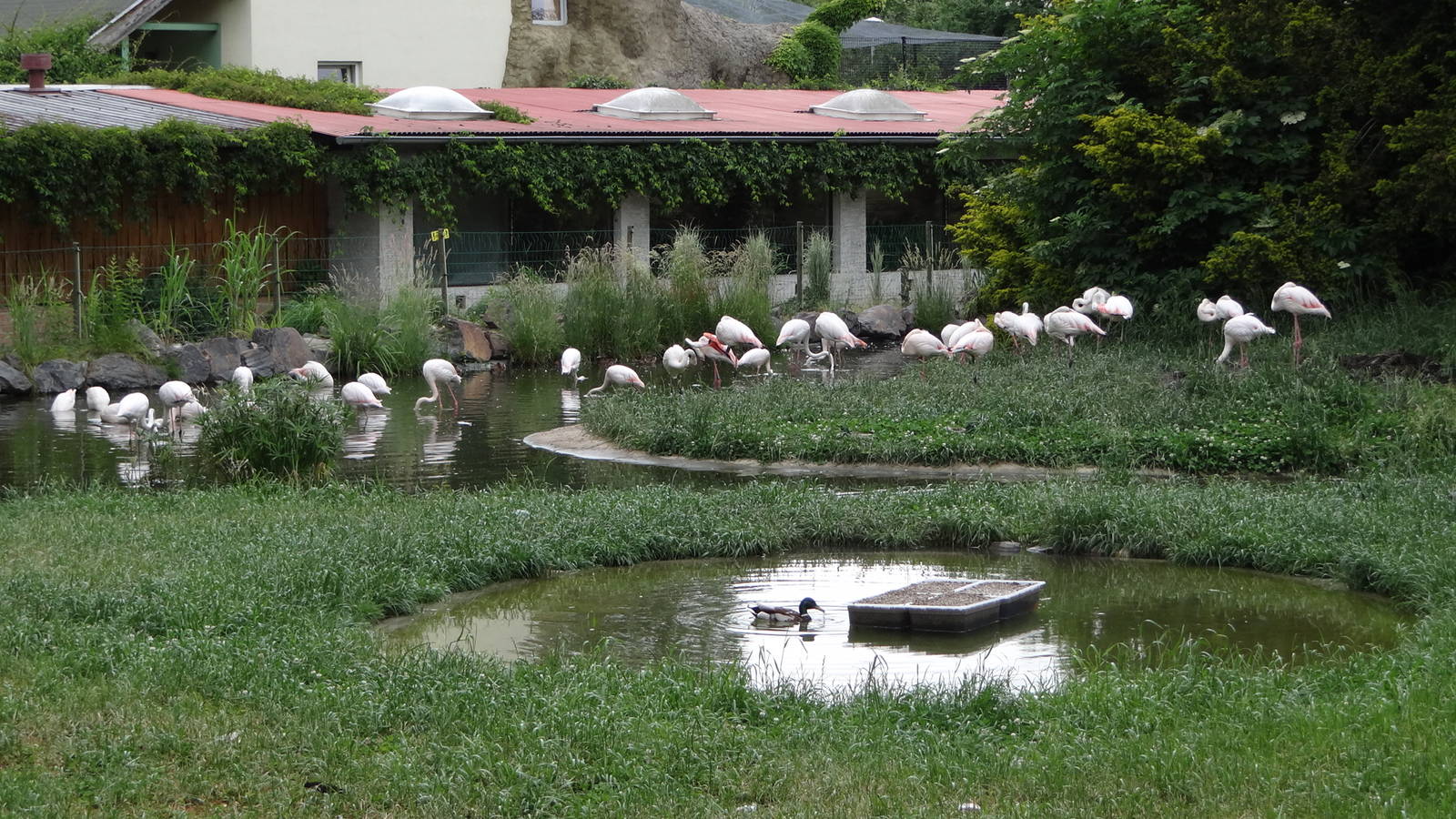 Greater Flamingo enclosure