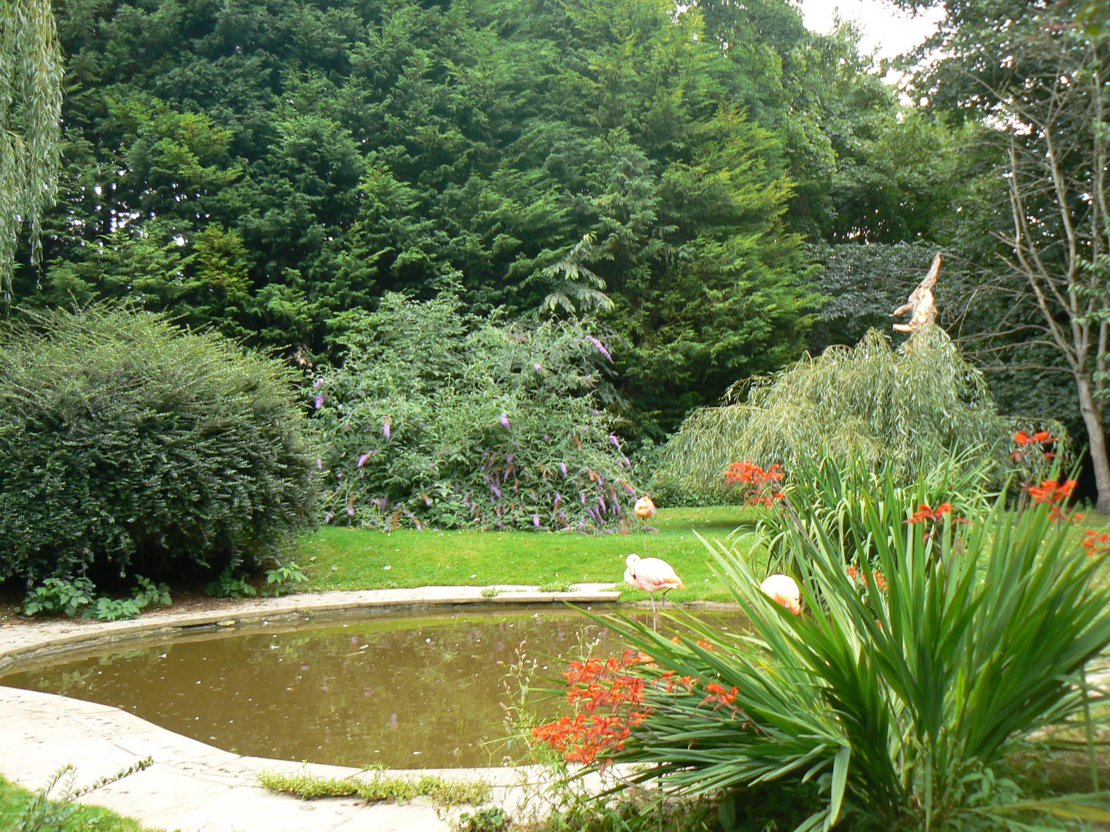 Greater Flamingo Enclosure