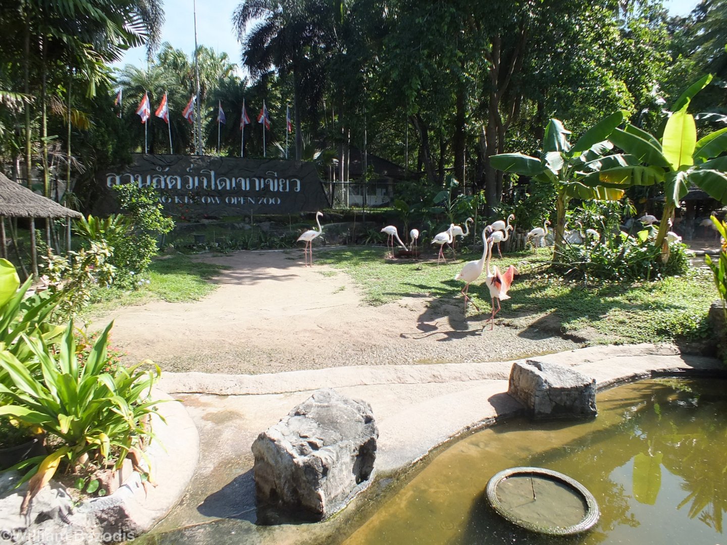 Greater Flamingo Enclosure