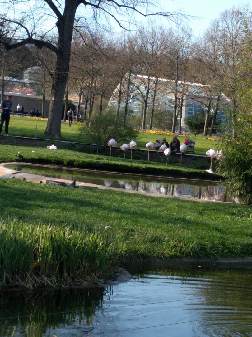Greater Flamingo Enclosure